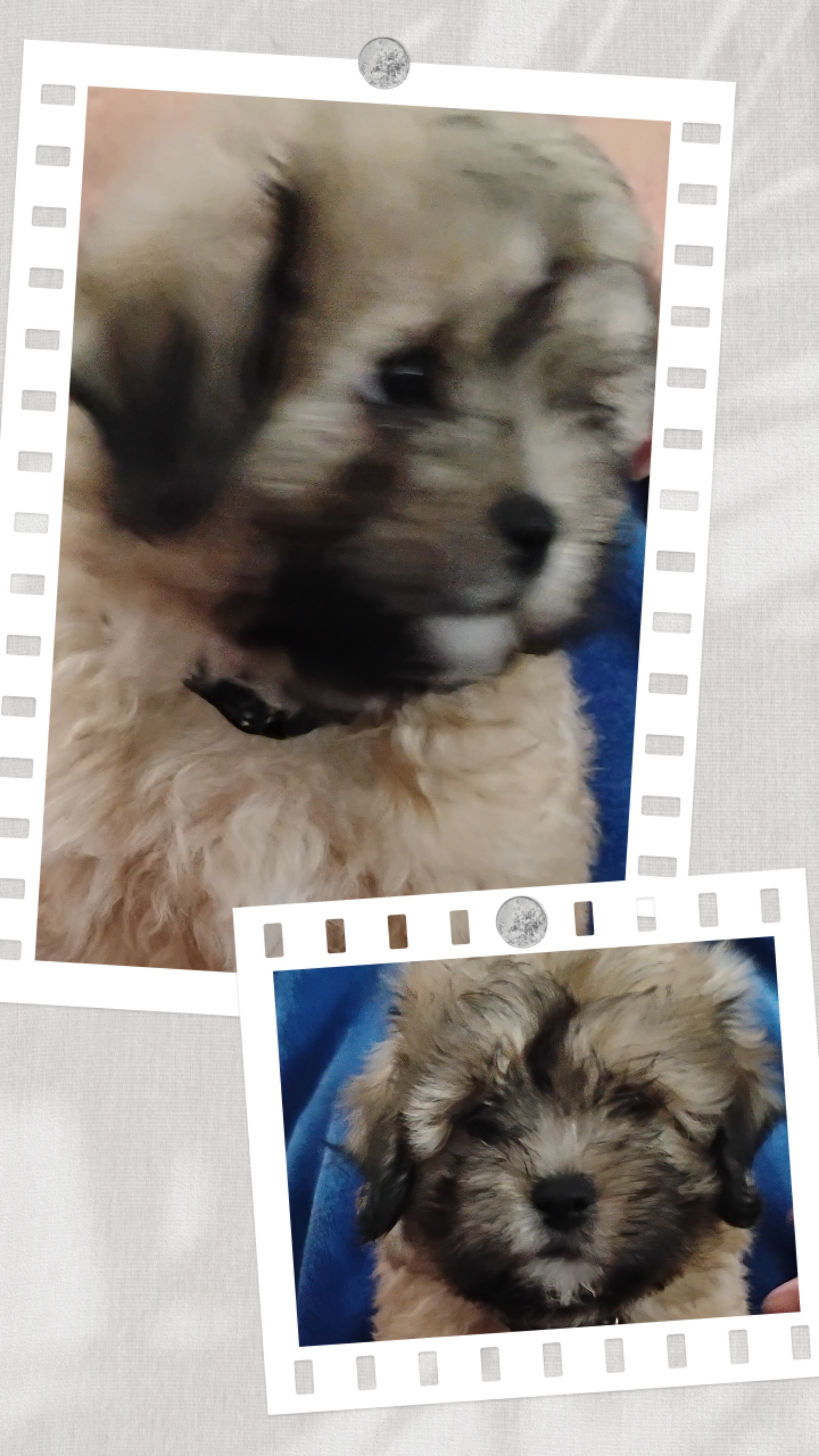 Teddy Bear Puppies image 3