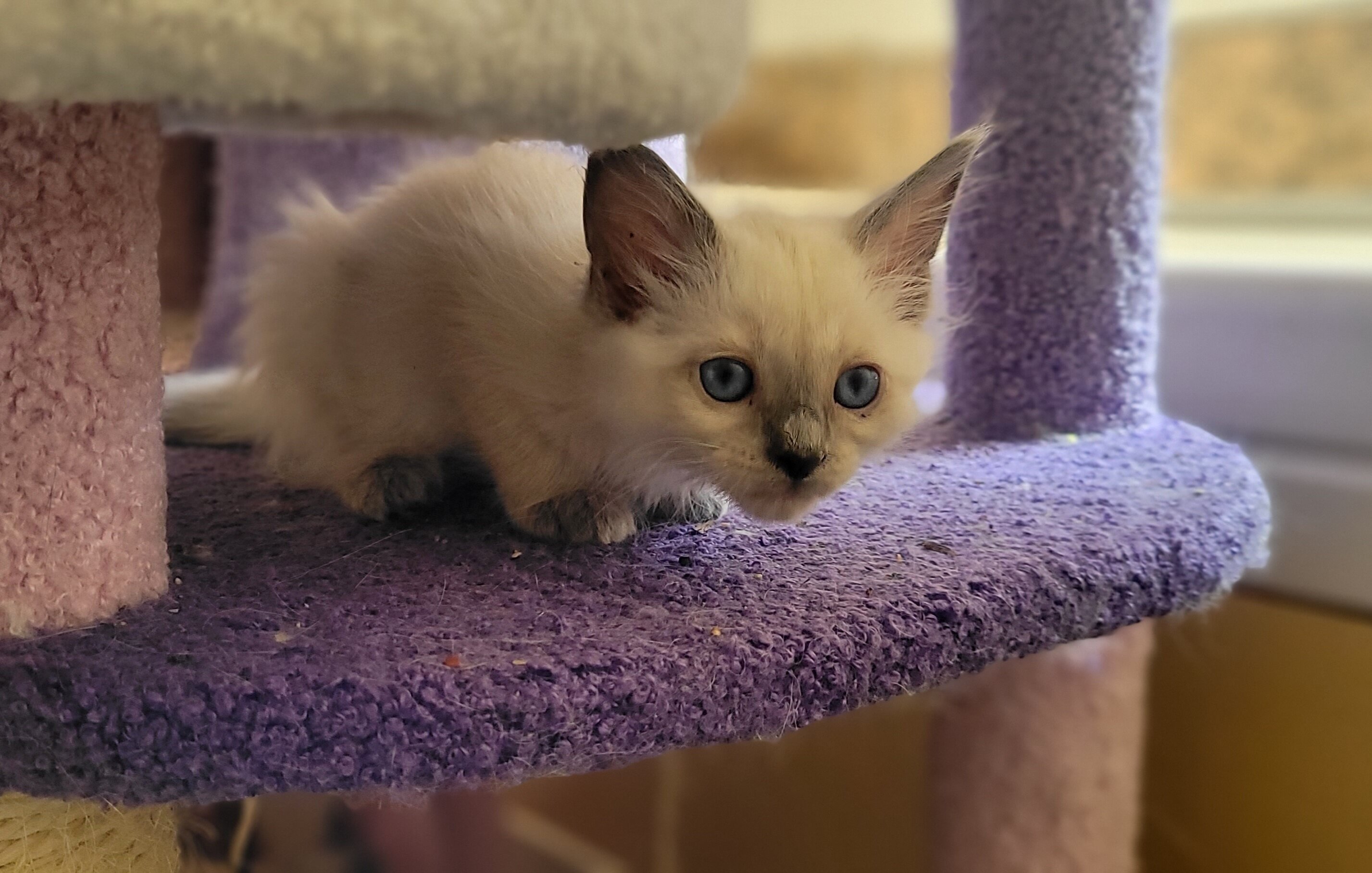 Balinese Kittens image 2