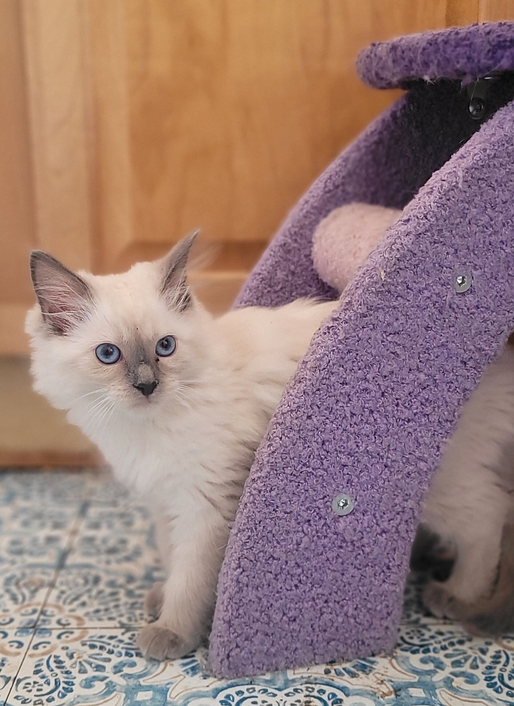 Balinese Kittens image 4