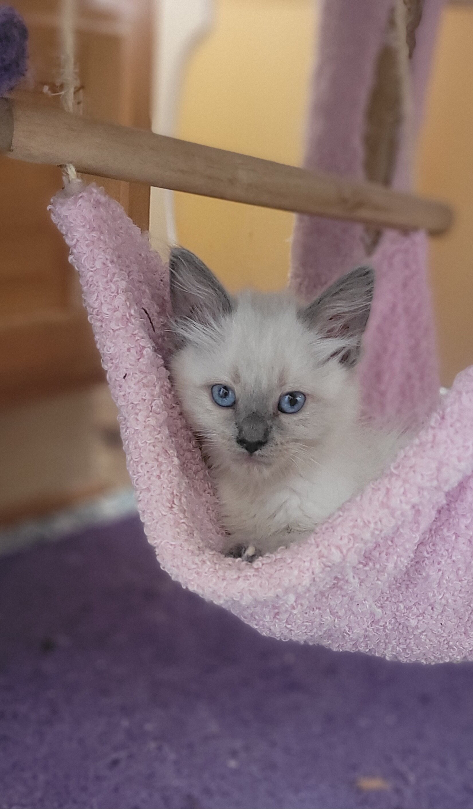 Balinese Kittens image 3