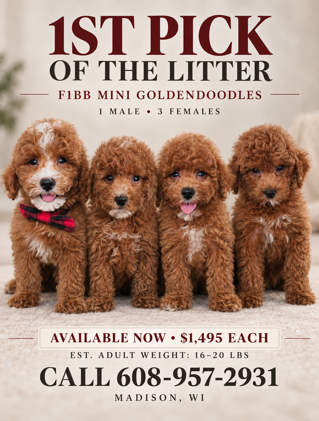 Stunning F1BB Petite Mini Goldendoodle Puppies image 6