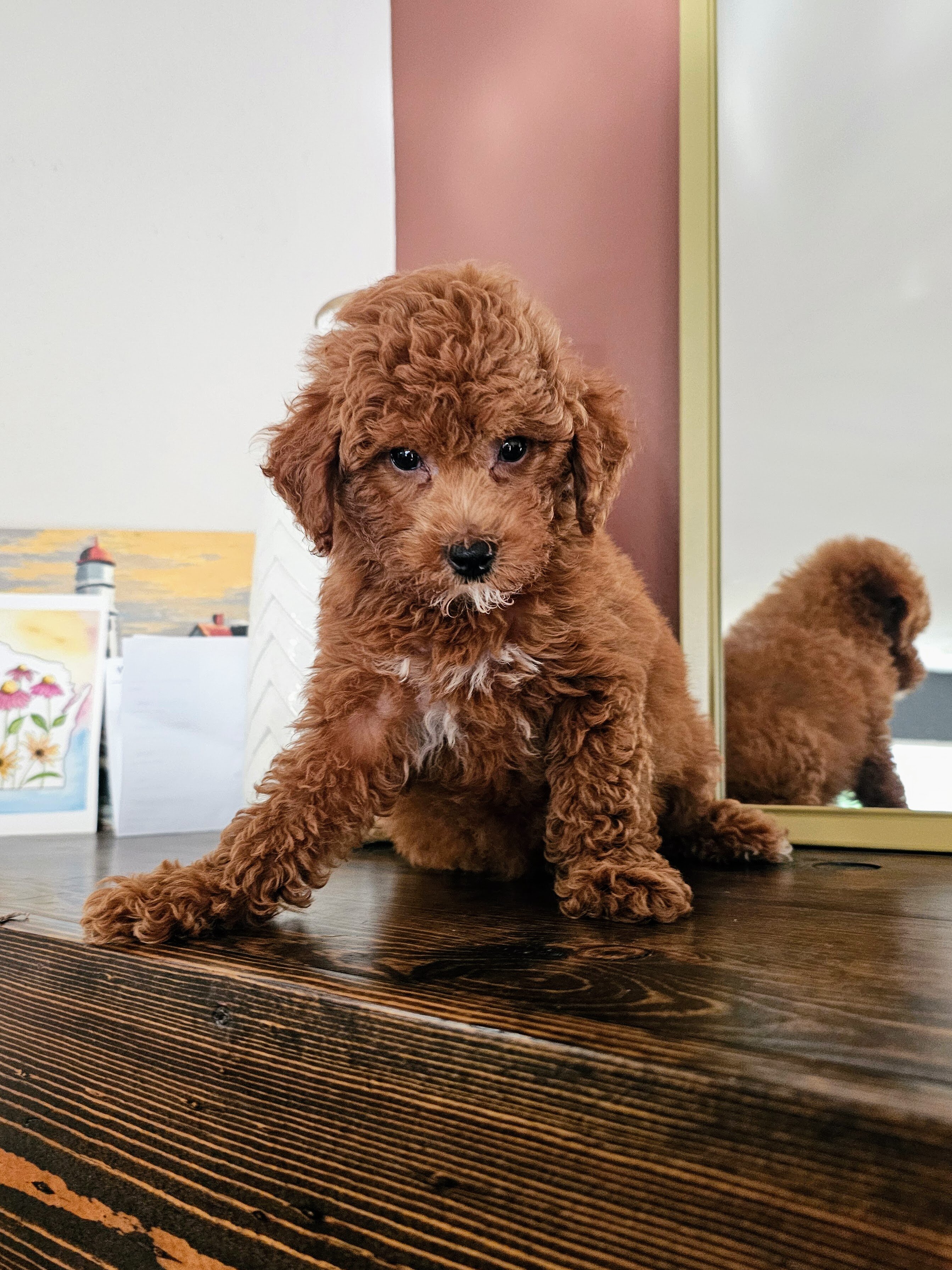 Stunning F1BB Petite Mini Goldendoodle Puppies image 4