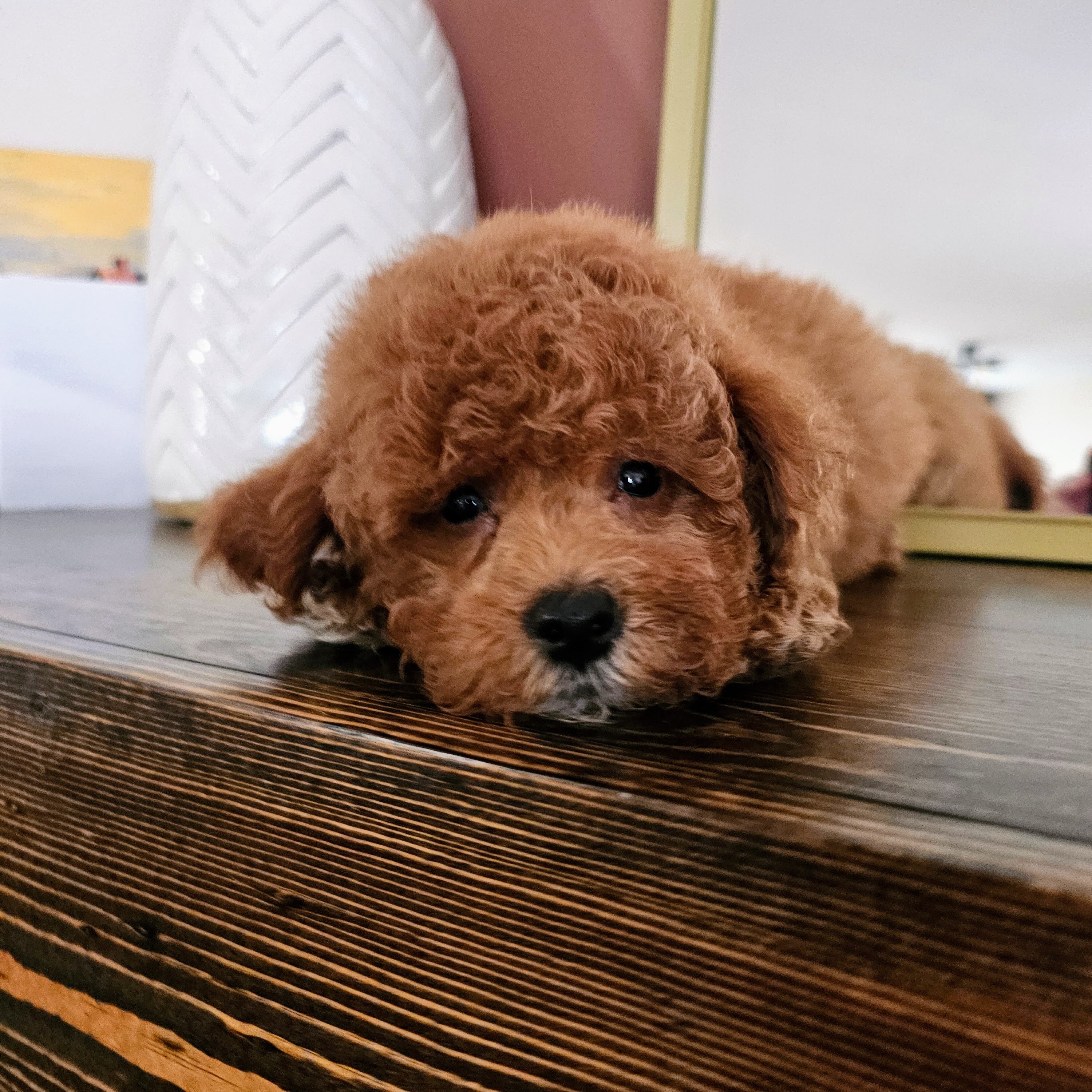 Stunning F1BB Petite Mini Goldendoodle Puppies image 5