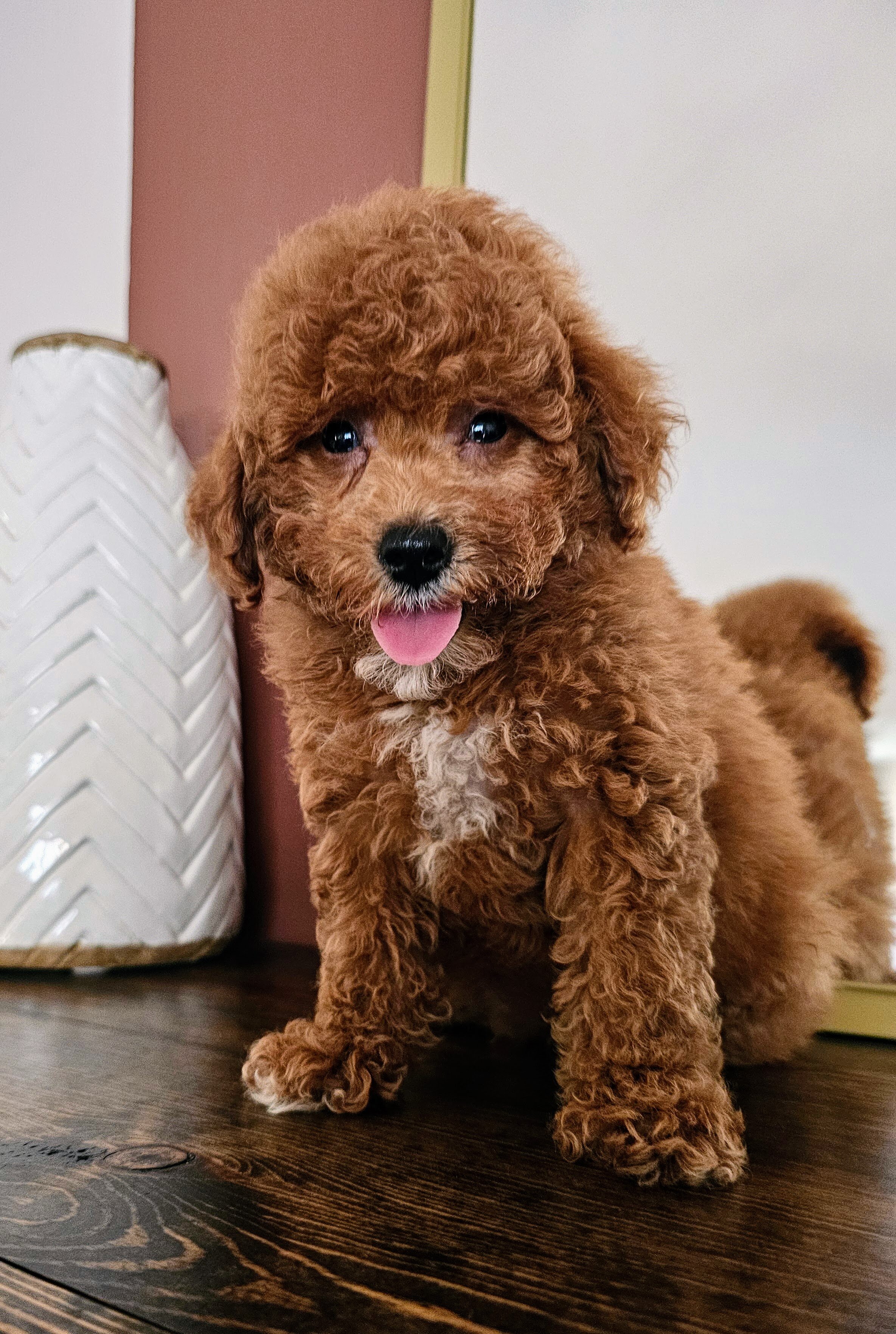 Stunning F1BB Petite Mini Goldendoodle Puppies image 3