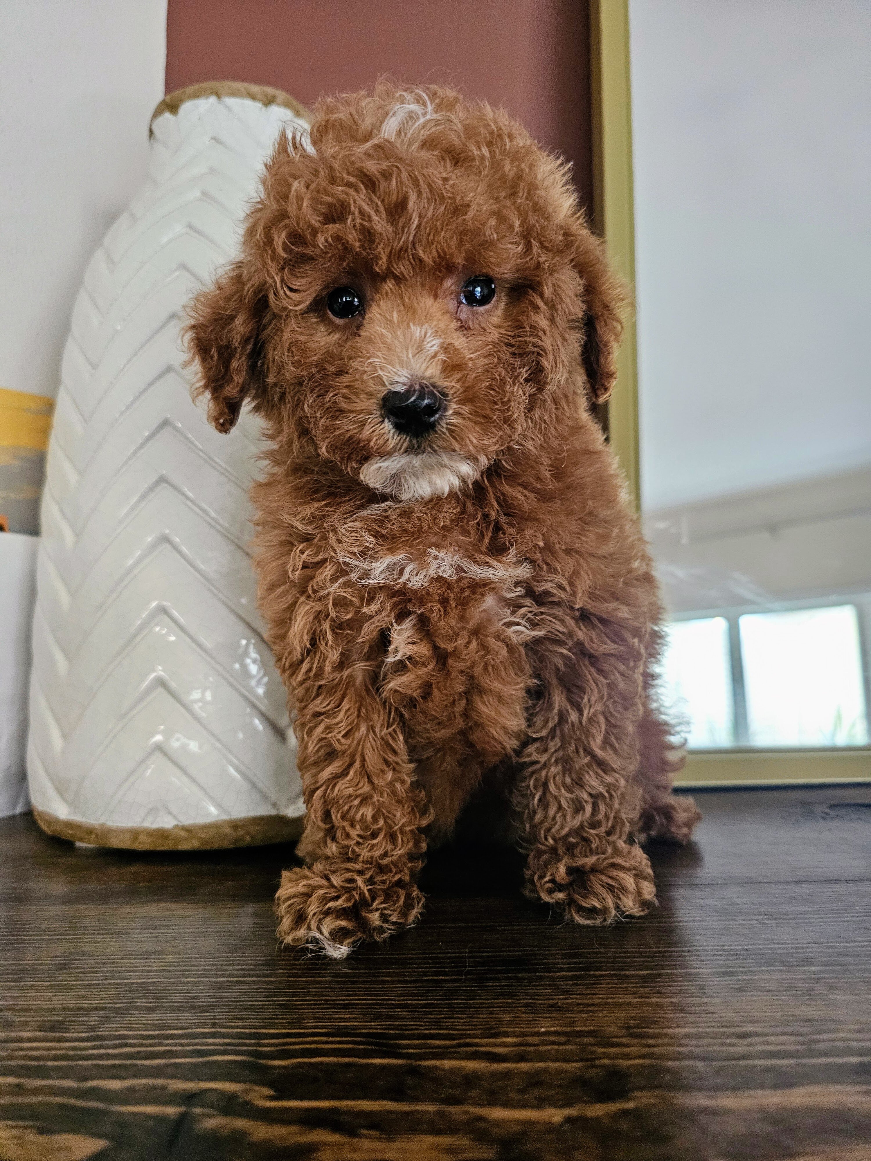 Stunning F1BB Petite Mini Goldendoodle Puppies image 2