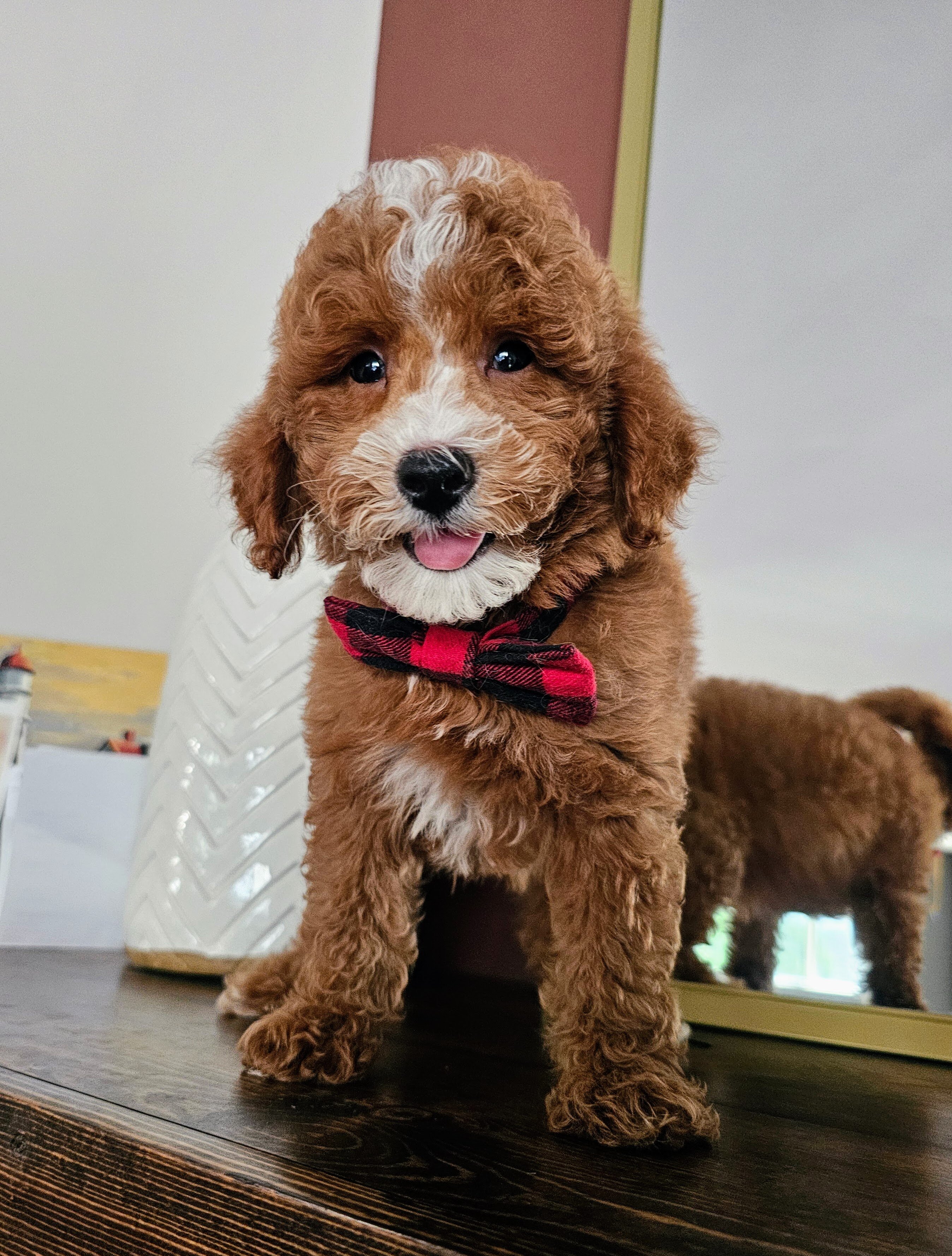 Stunning F1BB Petite Mini Goldendoodle Puppies image 1