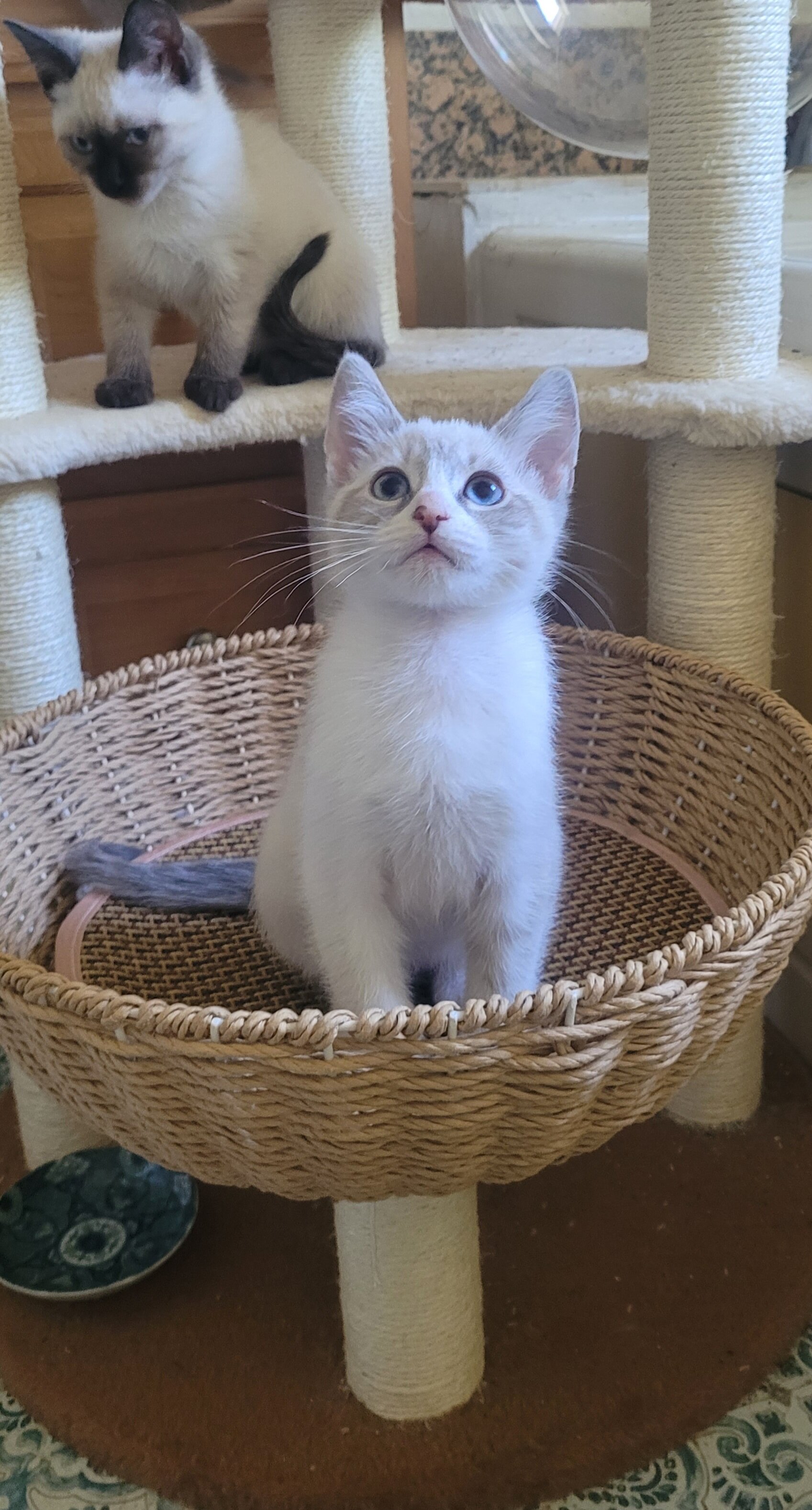 Siamese Kittey image 2