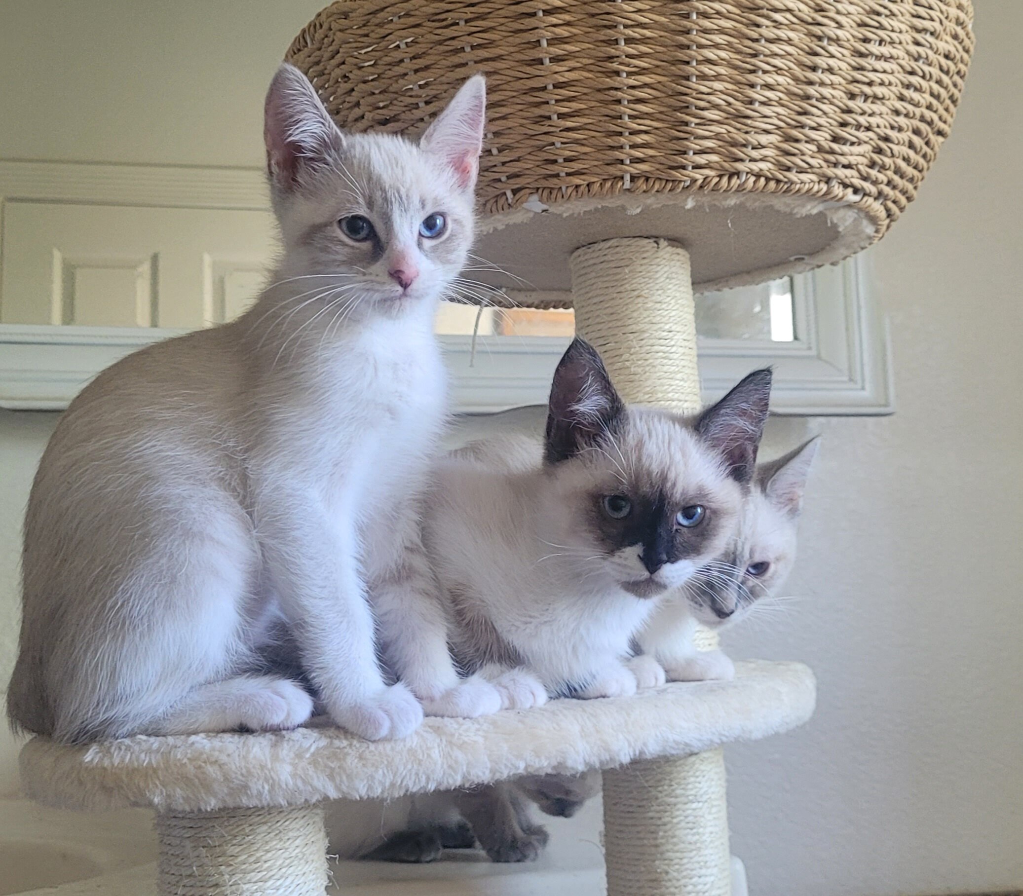 Siamese Kittey image 1