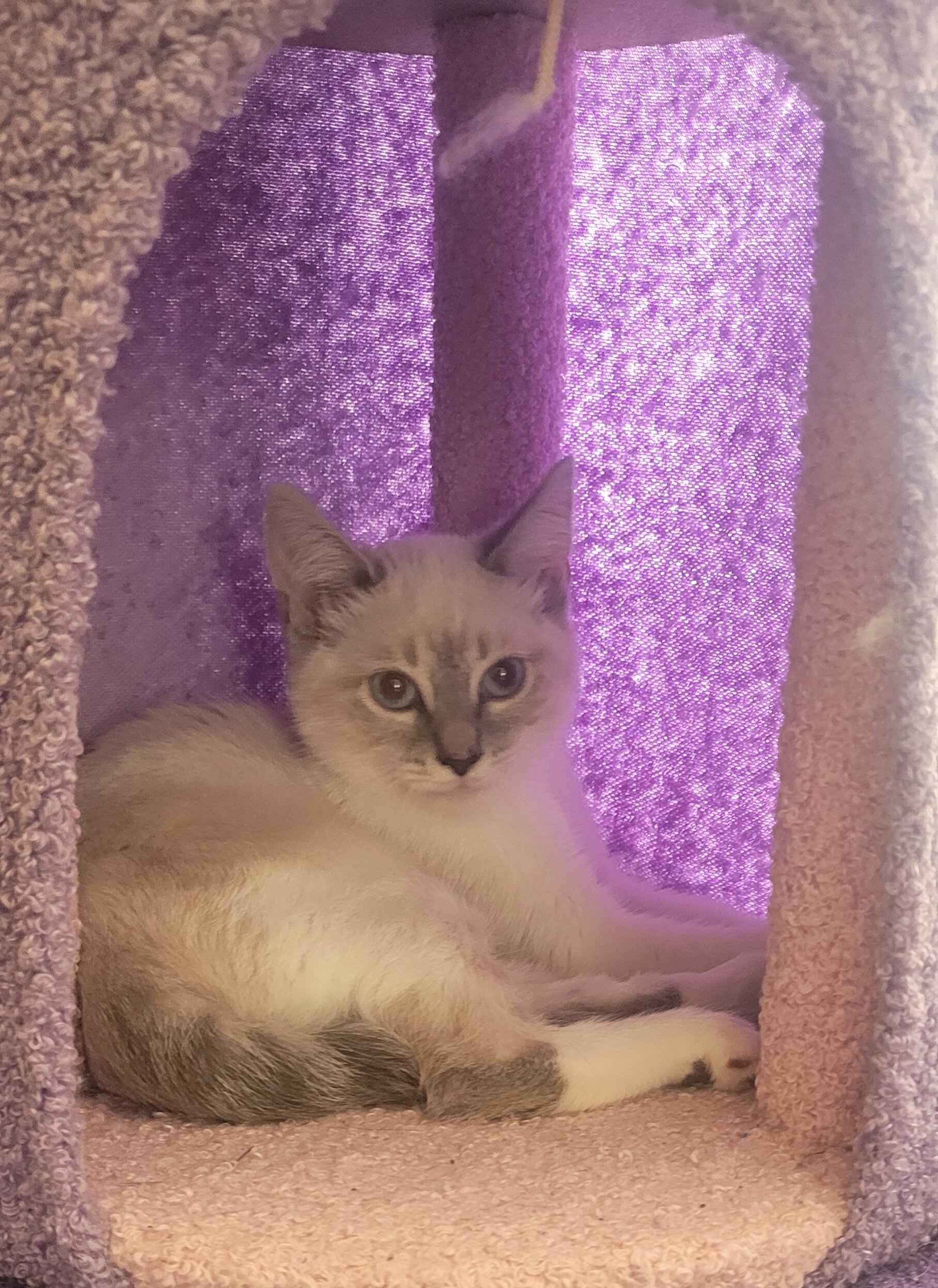 Siamese Kittey image 5