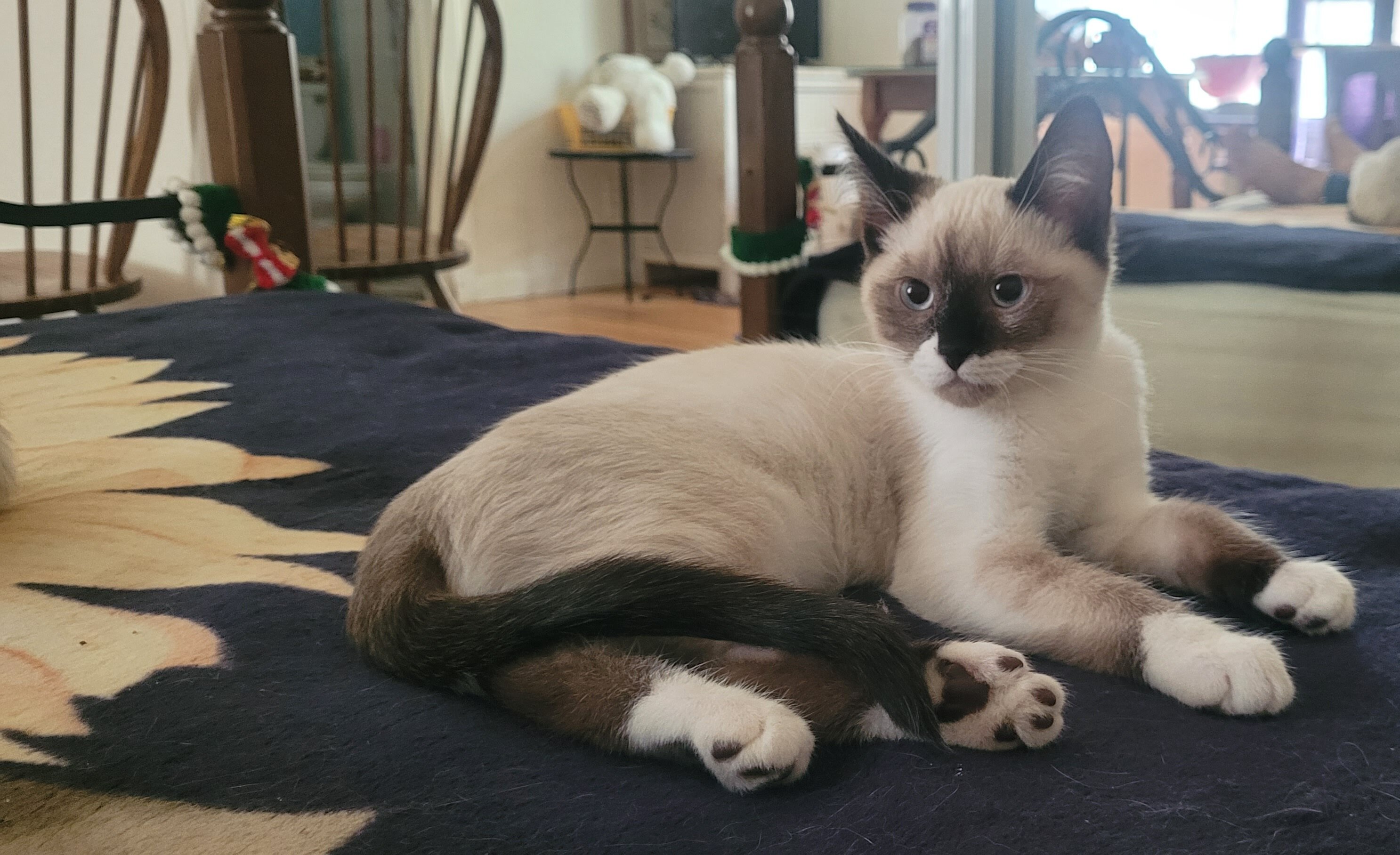 Siamese Kittey image 4