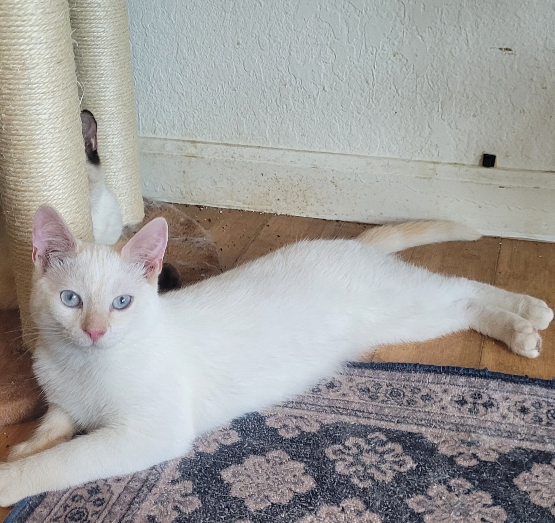 Siamese Kittey image 3