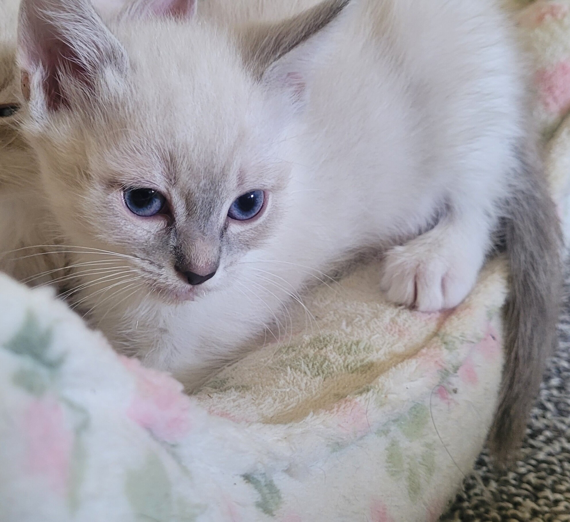 Siamese Kittey image 6