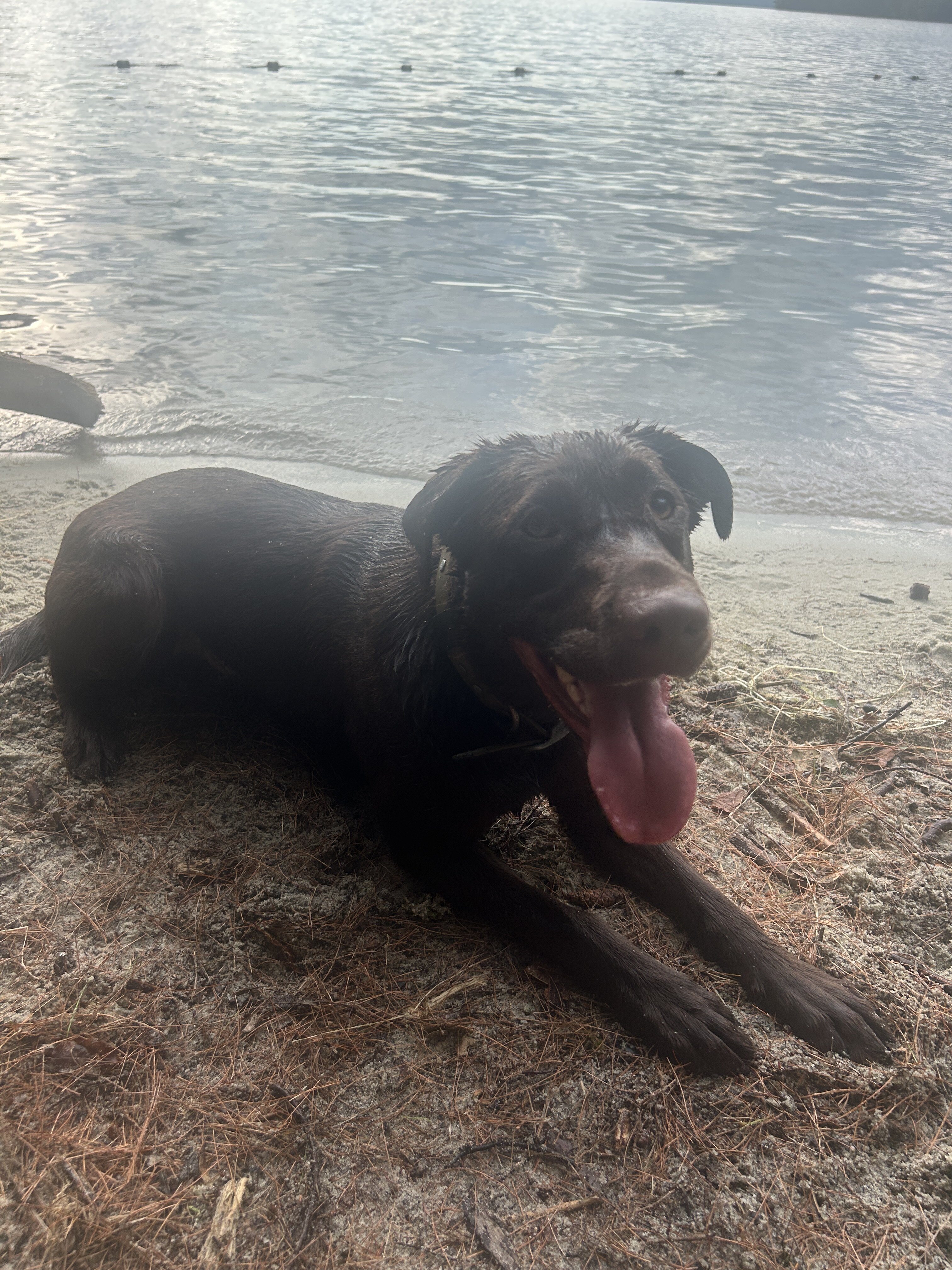 Chocolate Lab Puppies image 7