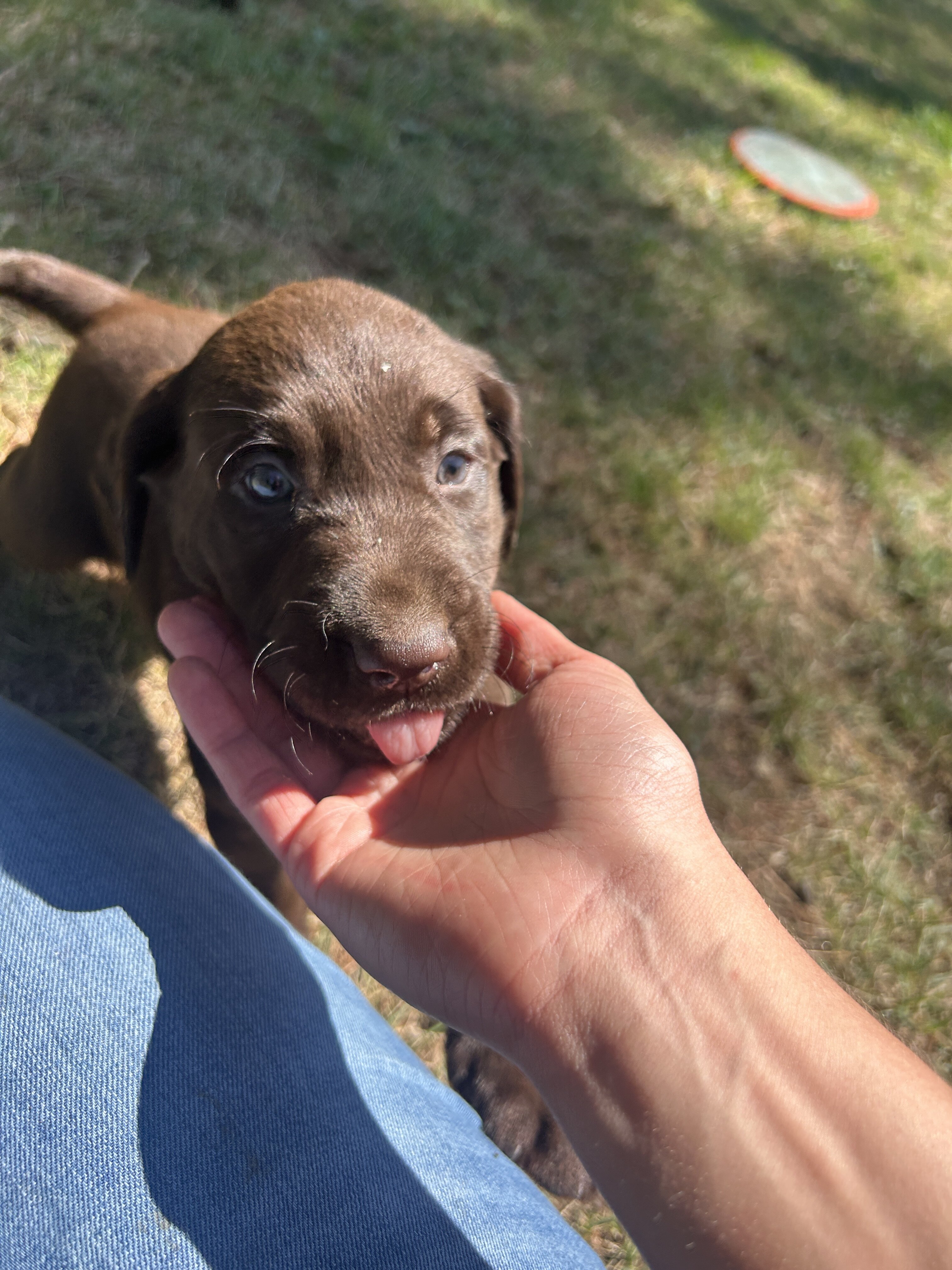 Chocolate Lab Puppies image 6