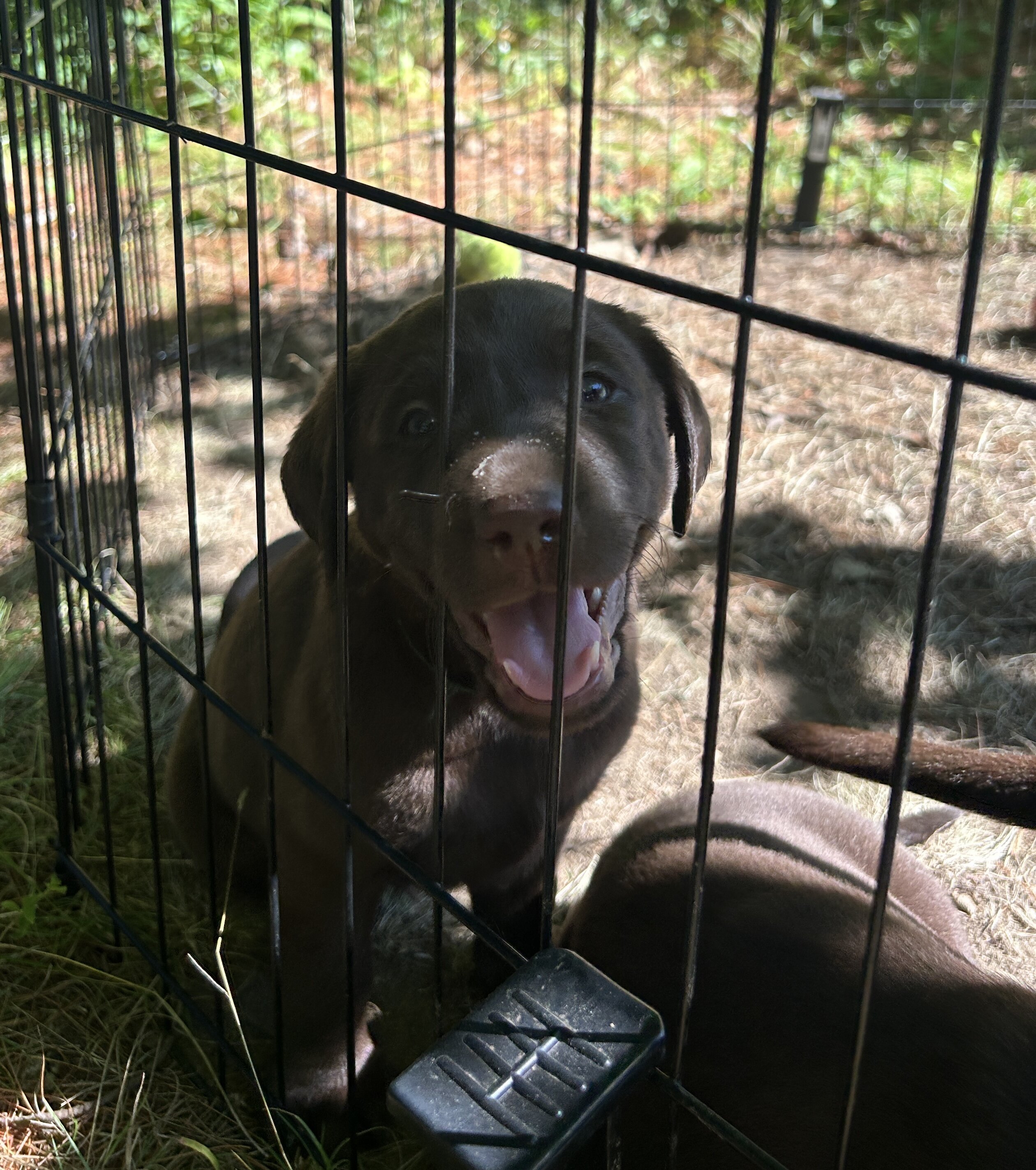 Chocolate Lab Puppies image 8