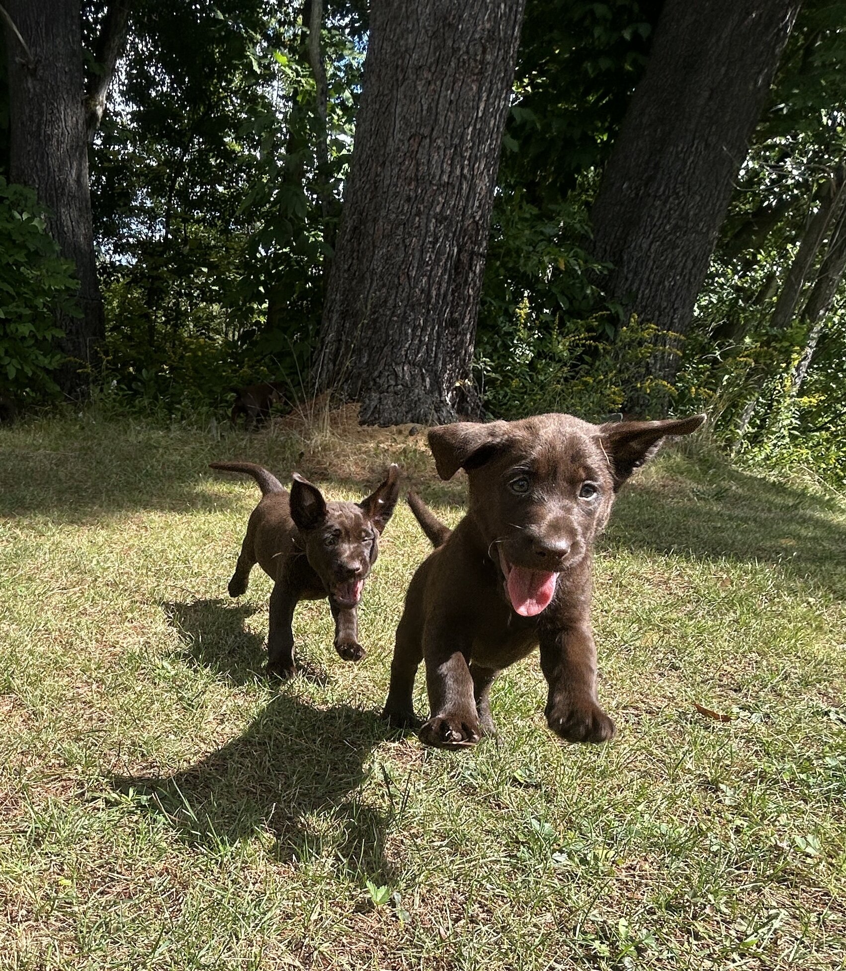 Chocolate Lab Puppies image 5