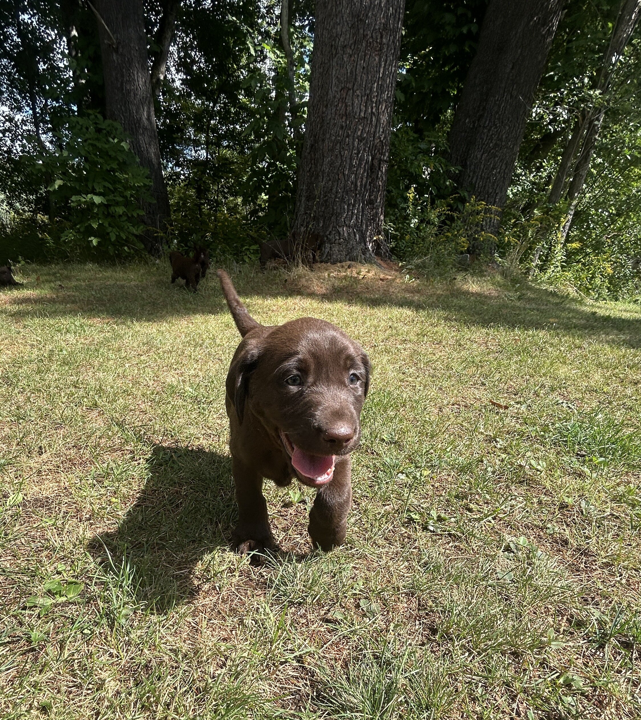 Chocolate Lab Puppies image 4