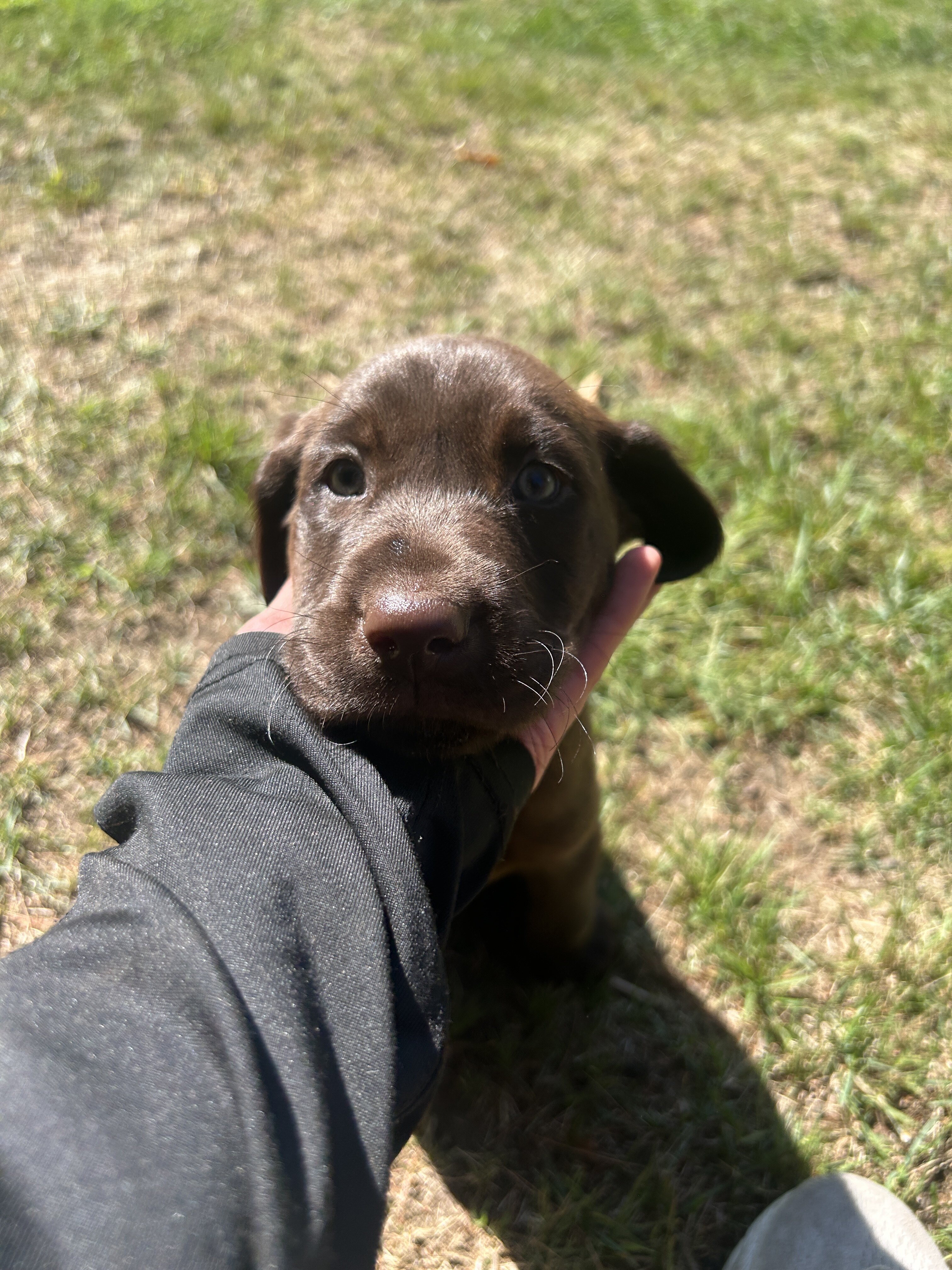 Chocolate Lab Puppies image 3