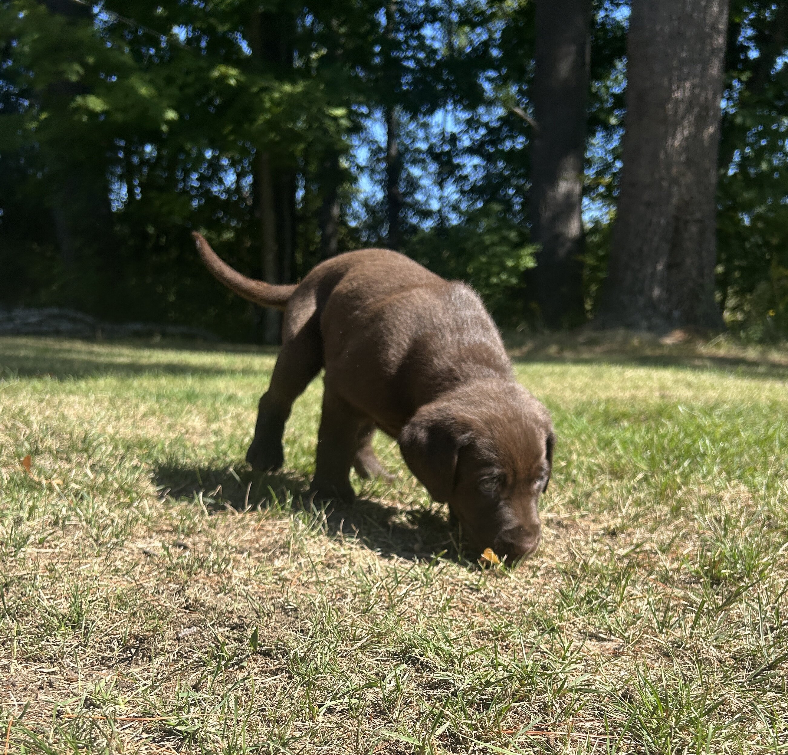 Chocolate Lab Puppies image 2