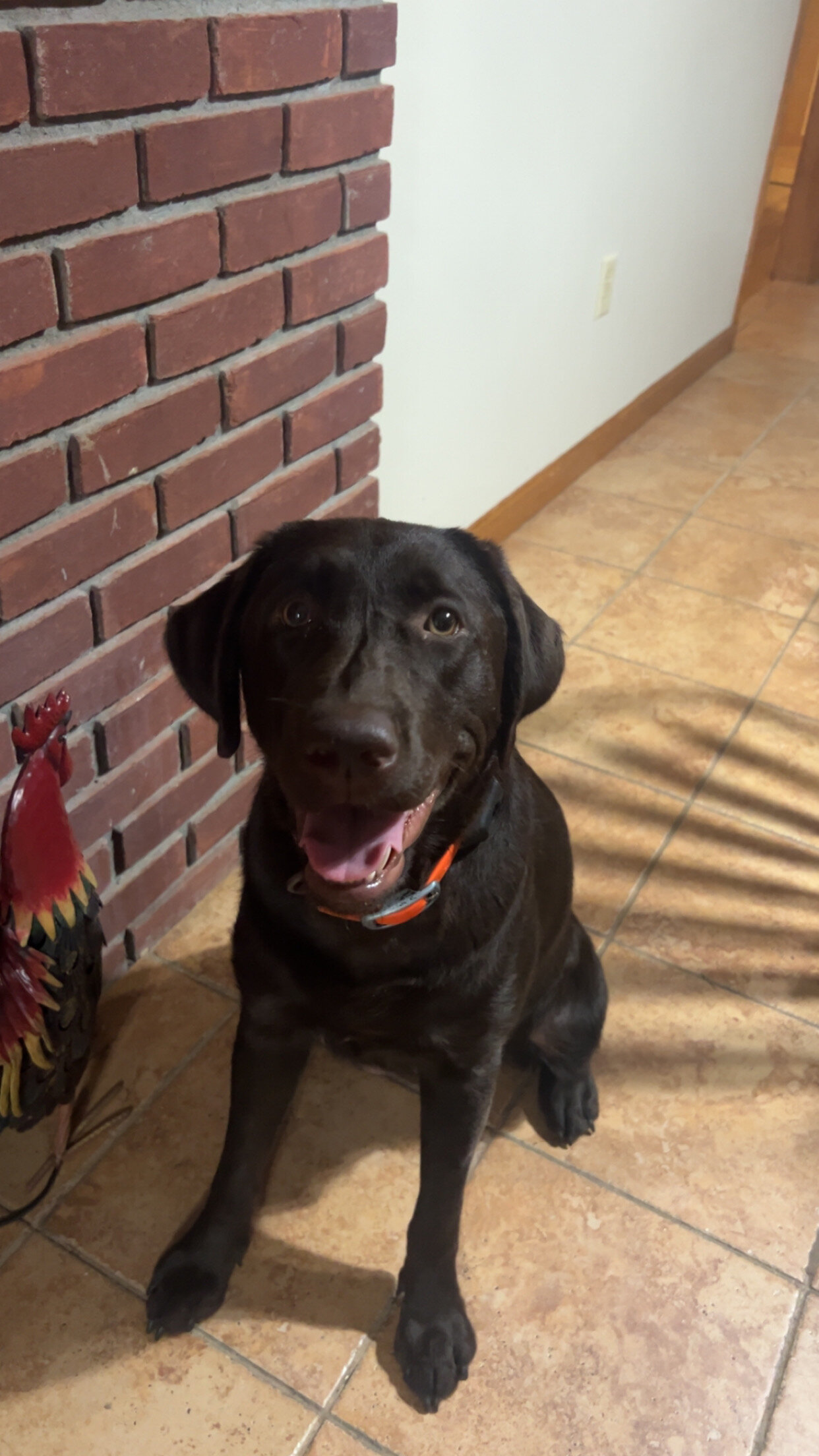 Chocolate Lab Puppies image 1