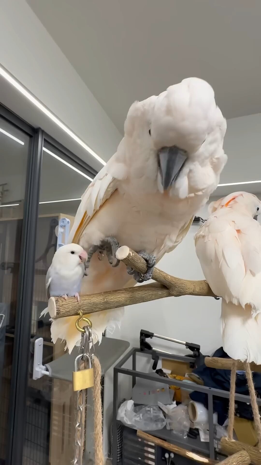 2 Cockatoo image 2