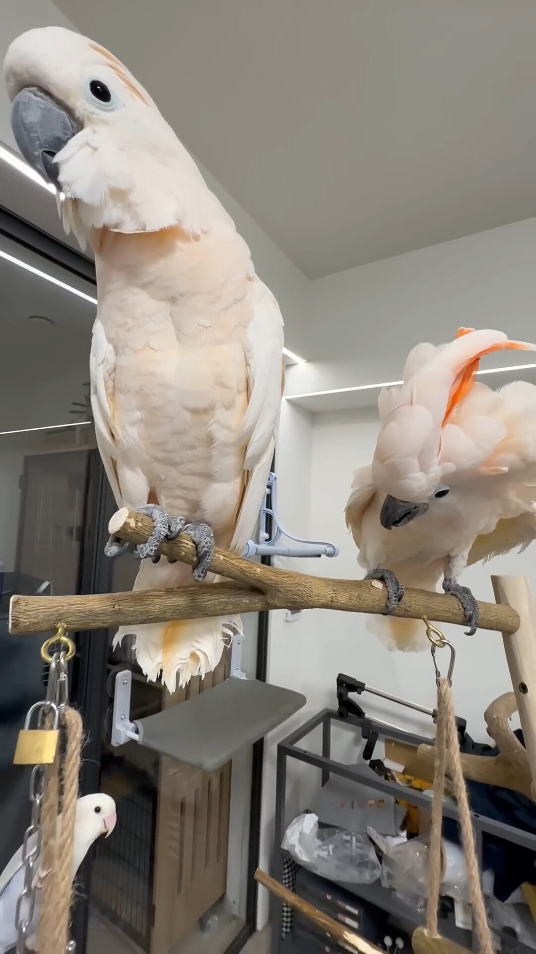 2 Cockatoo image 1