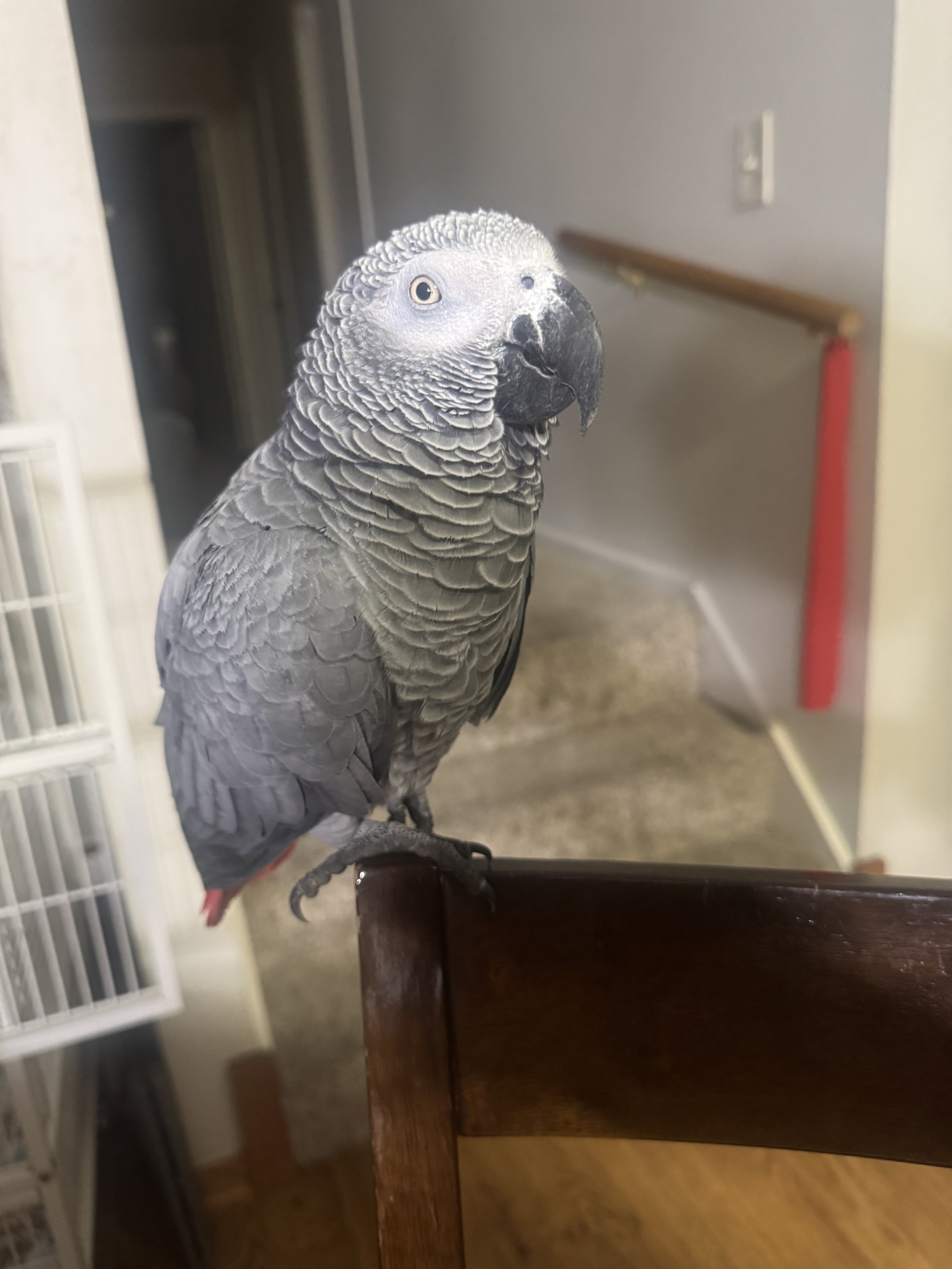 African grey image 1
