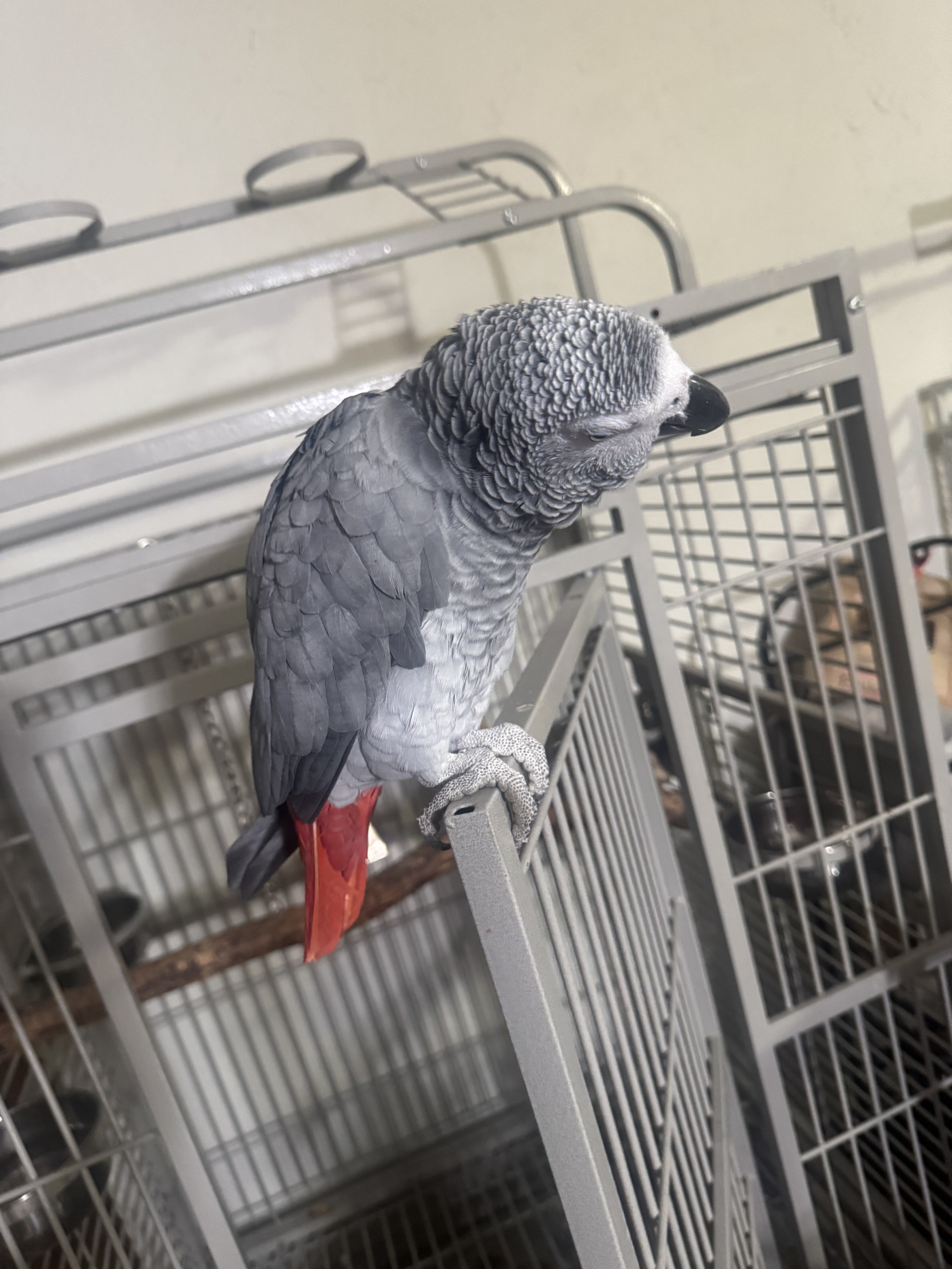 African grey image 2