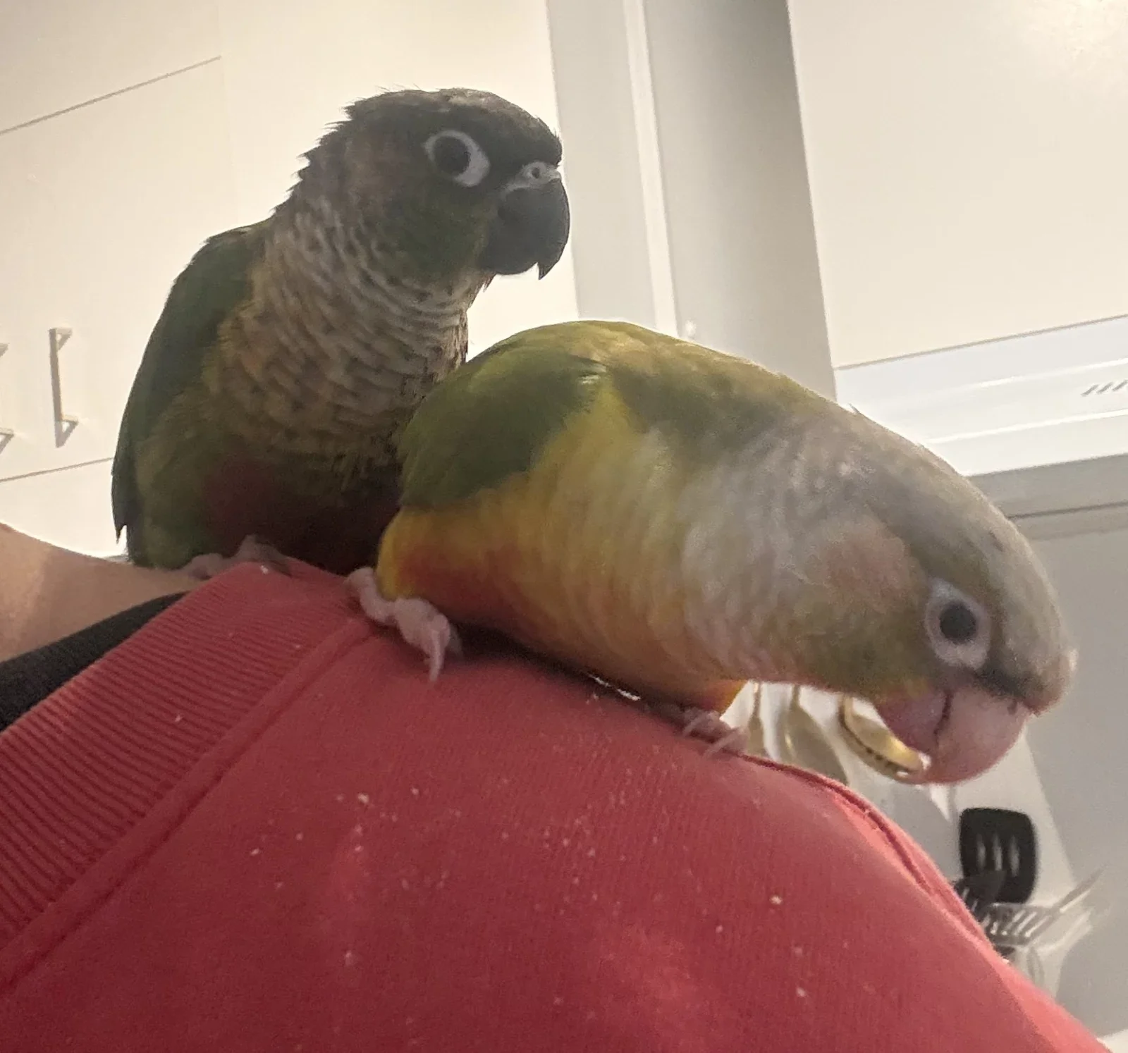 Green-cheeked Conure image 1