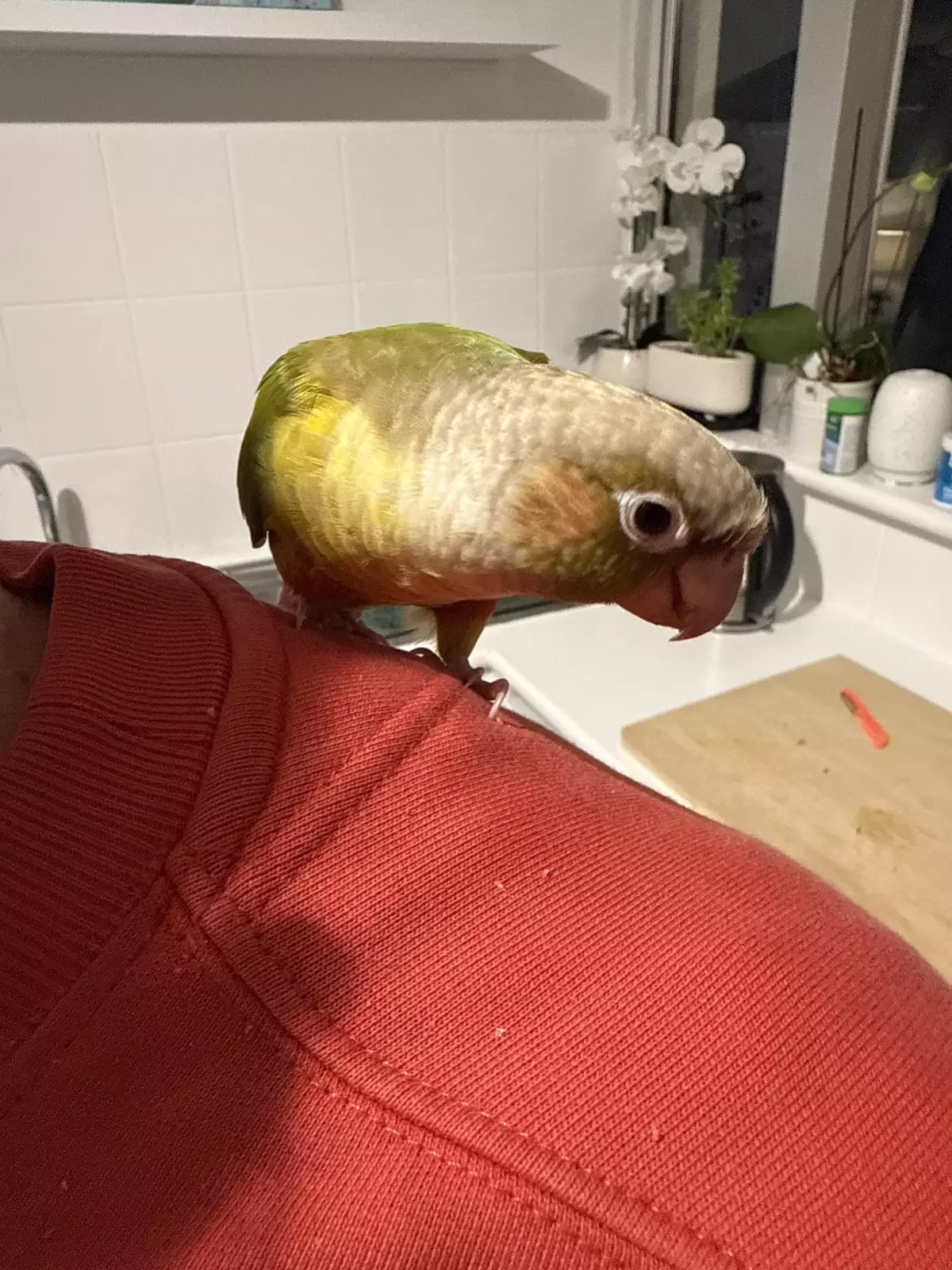 Green-cheeked Conure image 2
