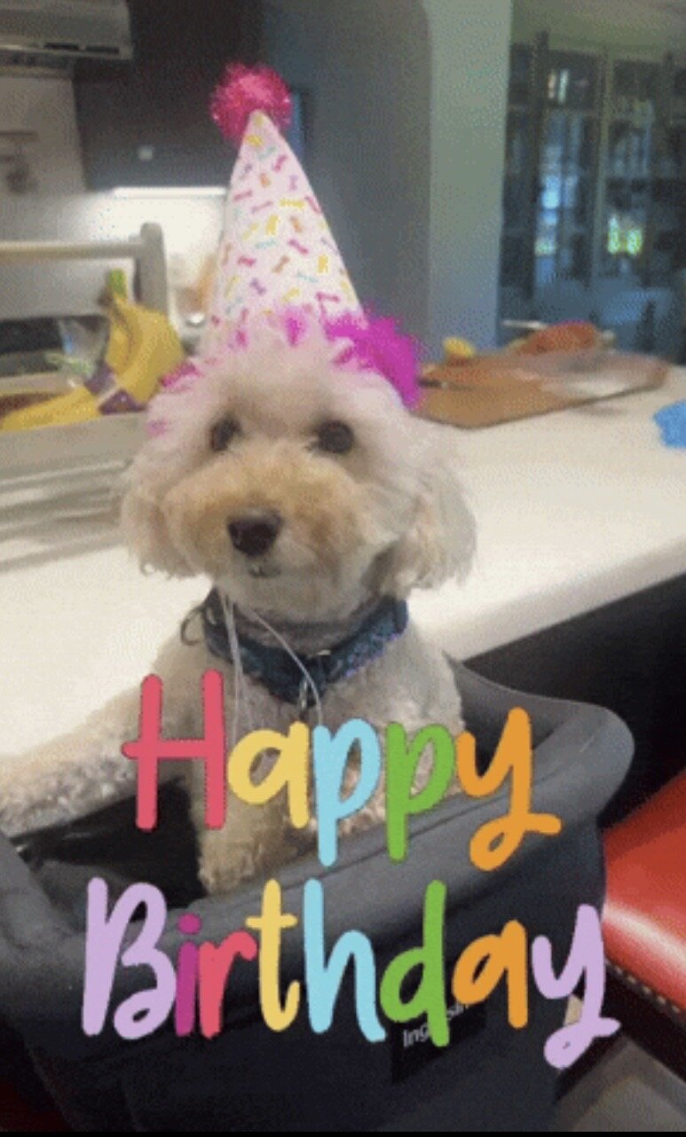 Maltipoo image 4