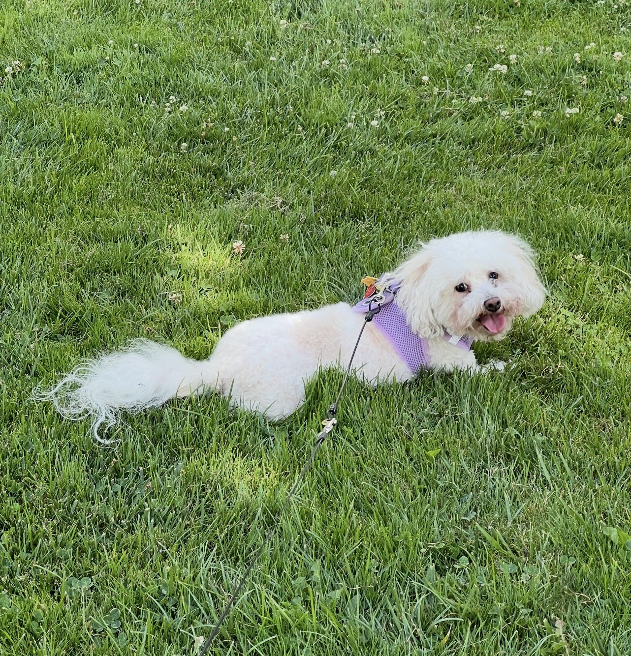 Maltipoo image 2