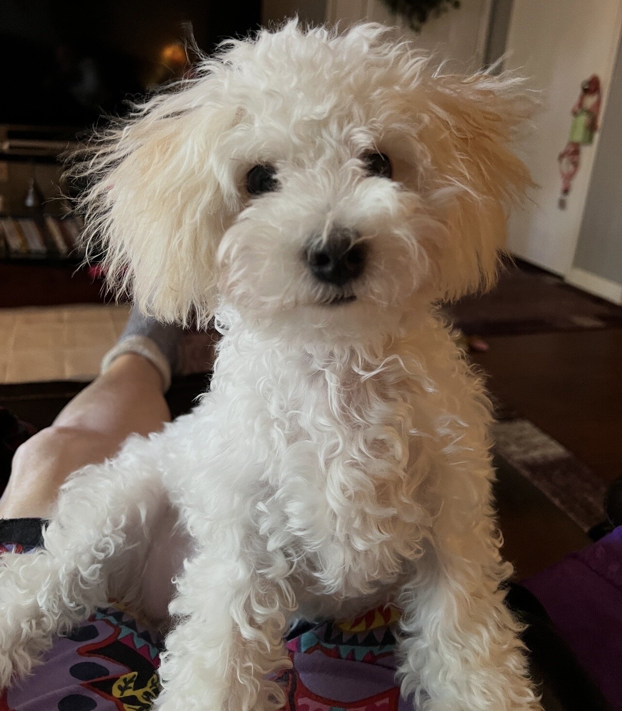 Maltipoo image 3