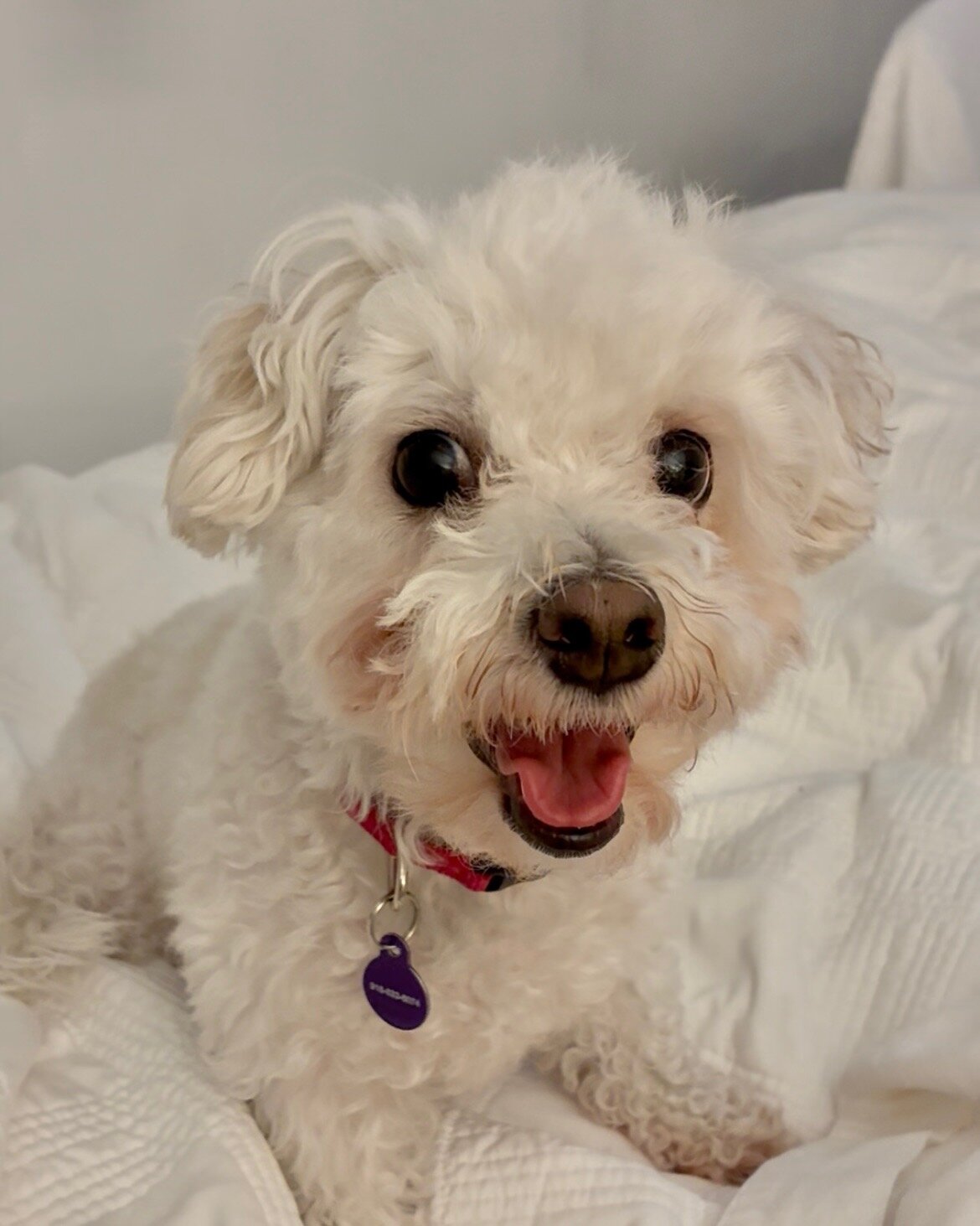 Maltipoo image 1
