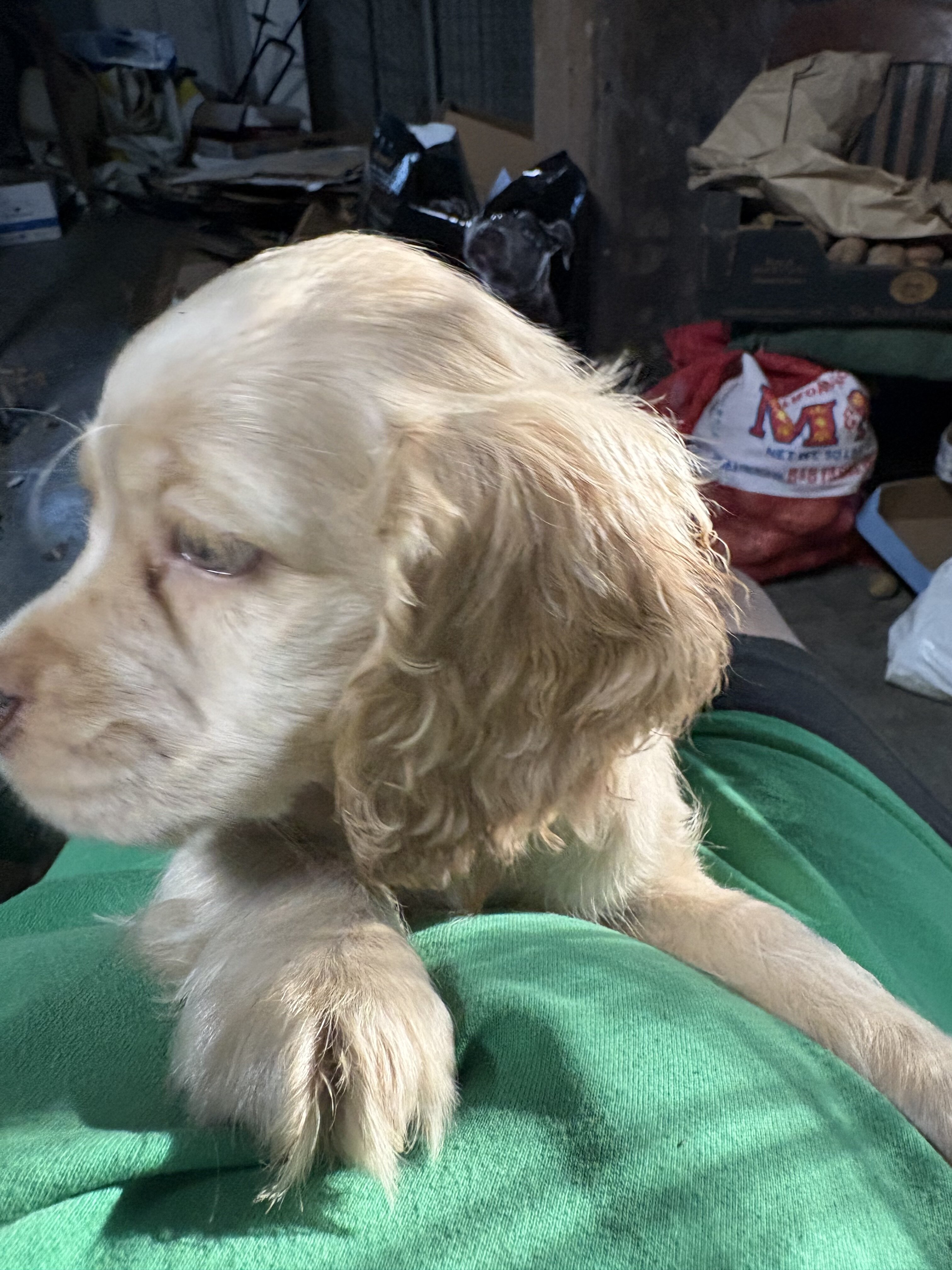 Pup image 2