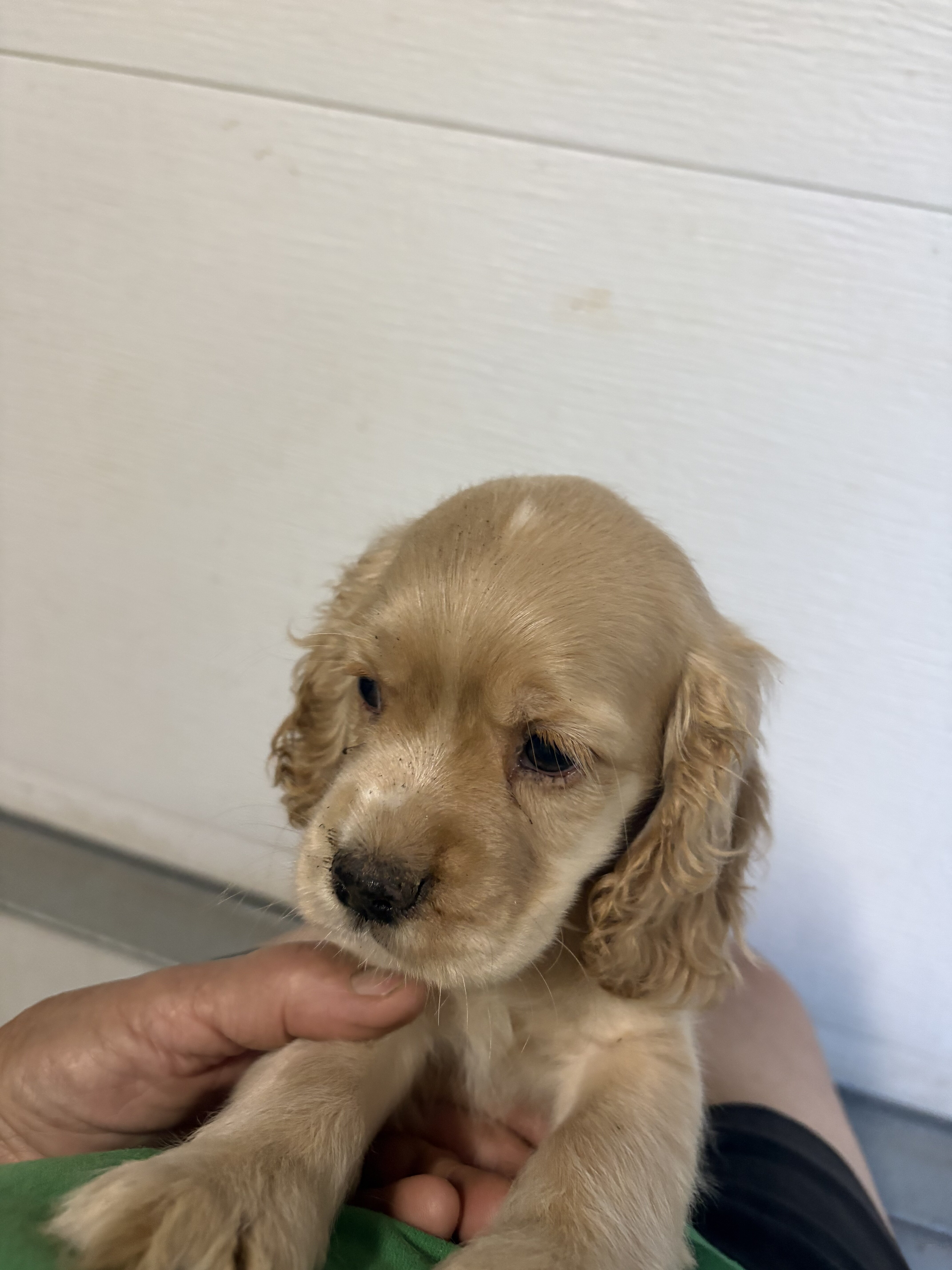 Pup image 3