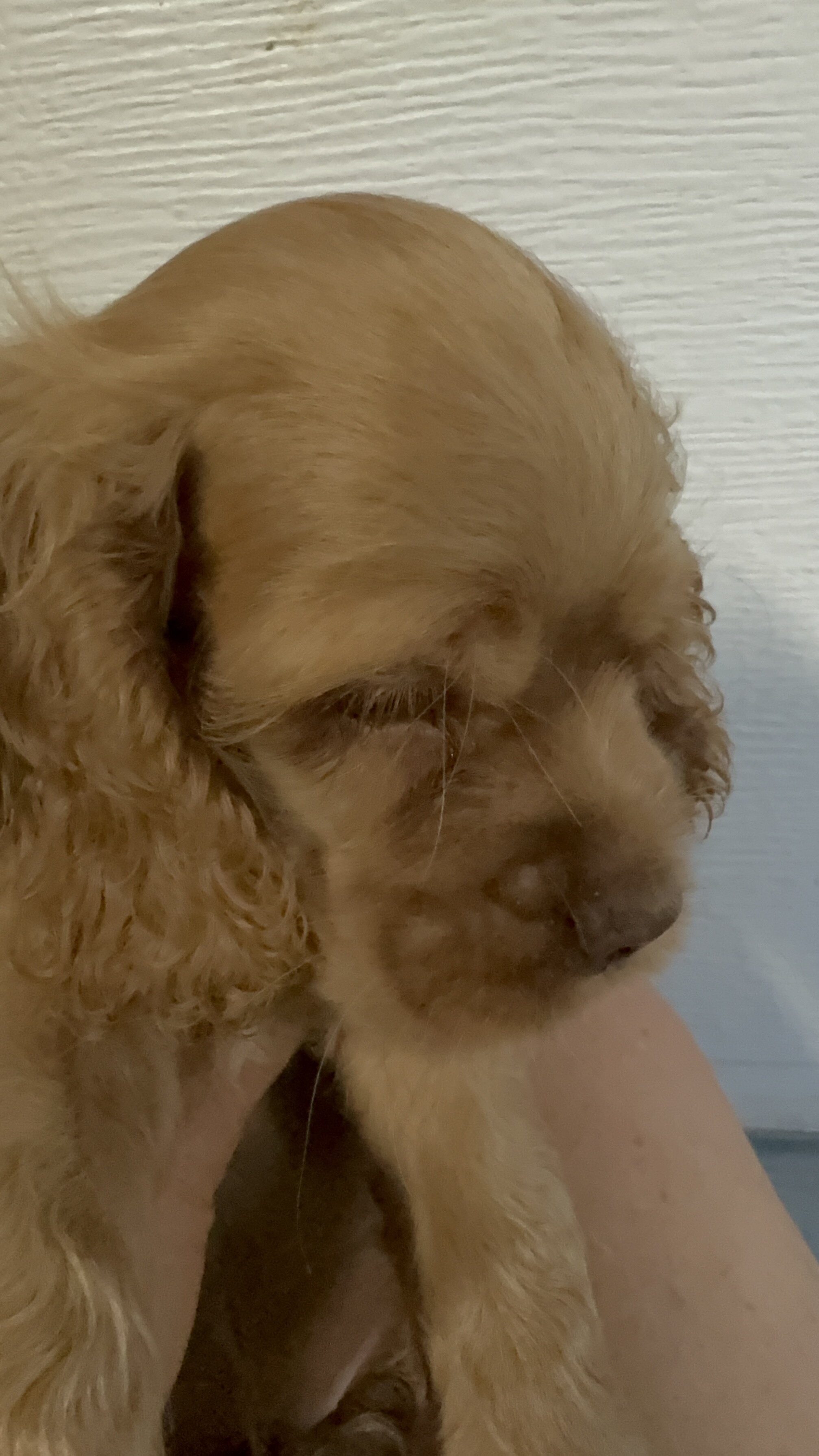Pup image 1