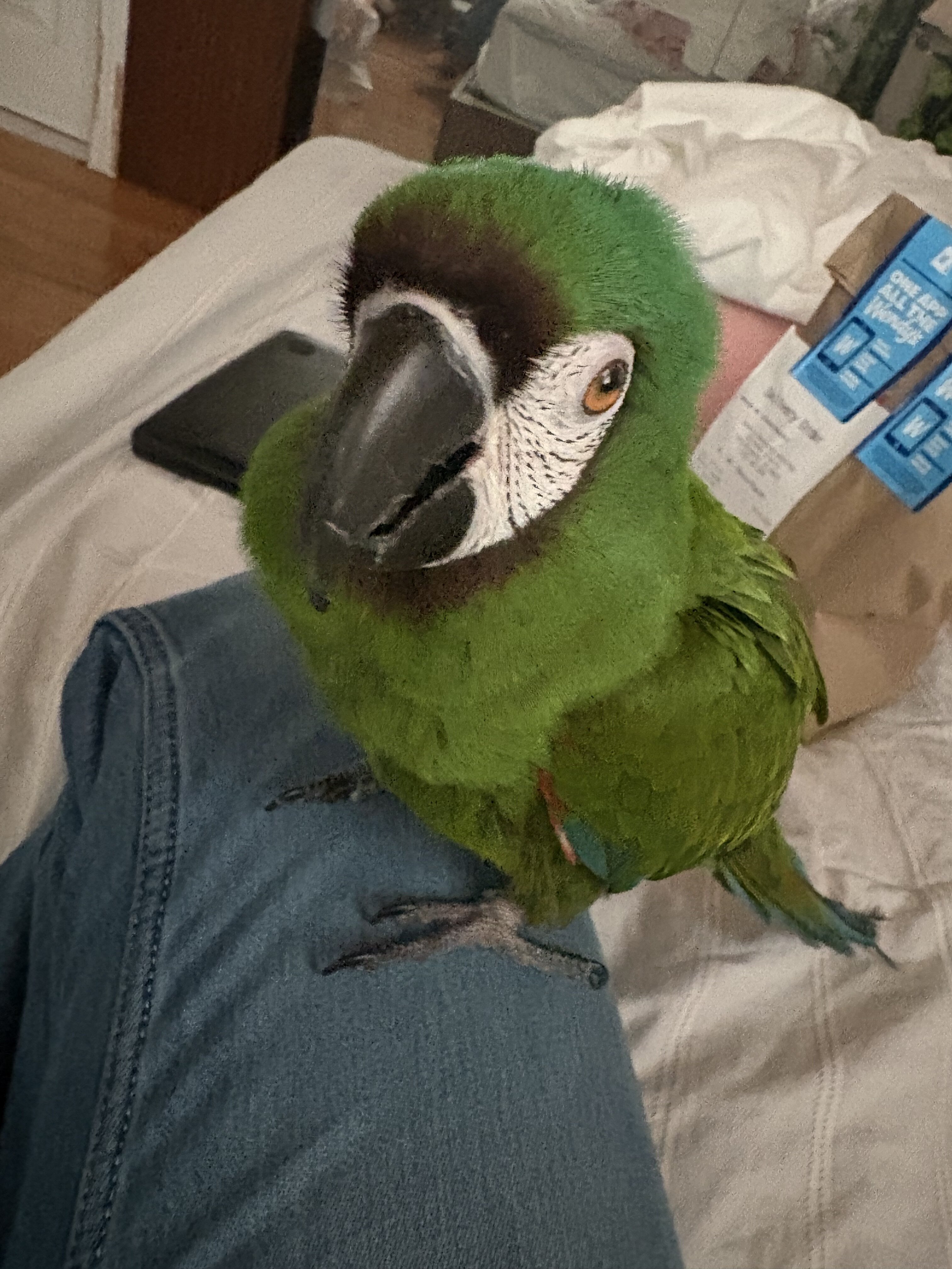 Macaw image 2