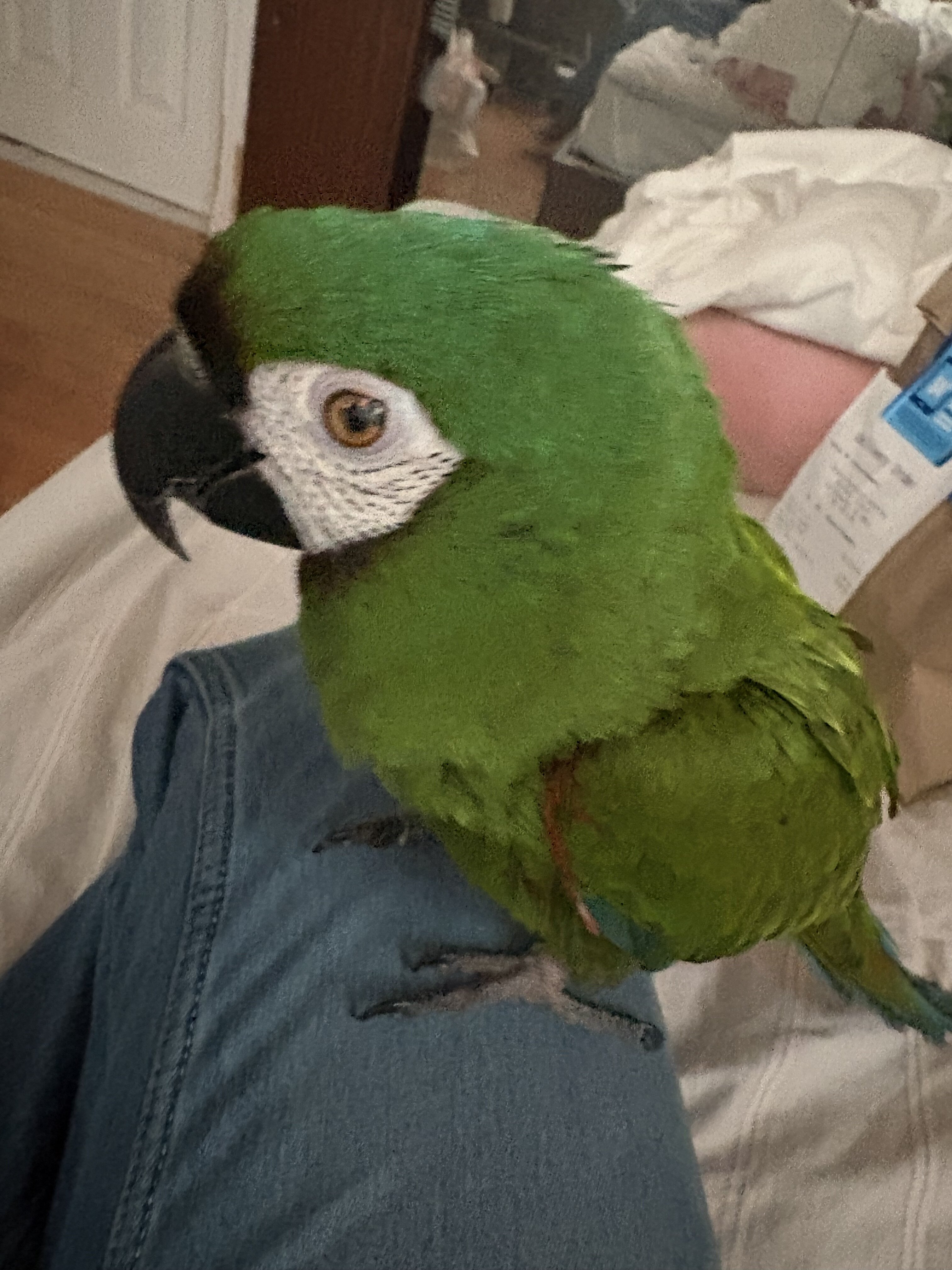 Macaw image 1