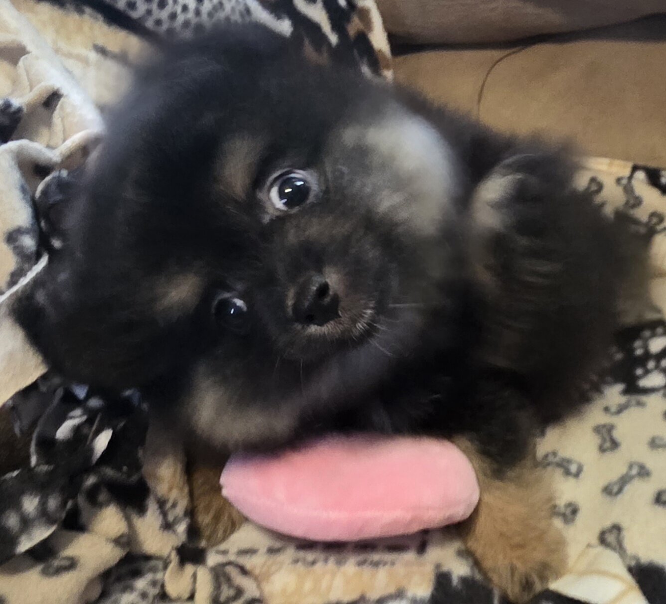 Pomapoo image 2