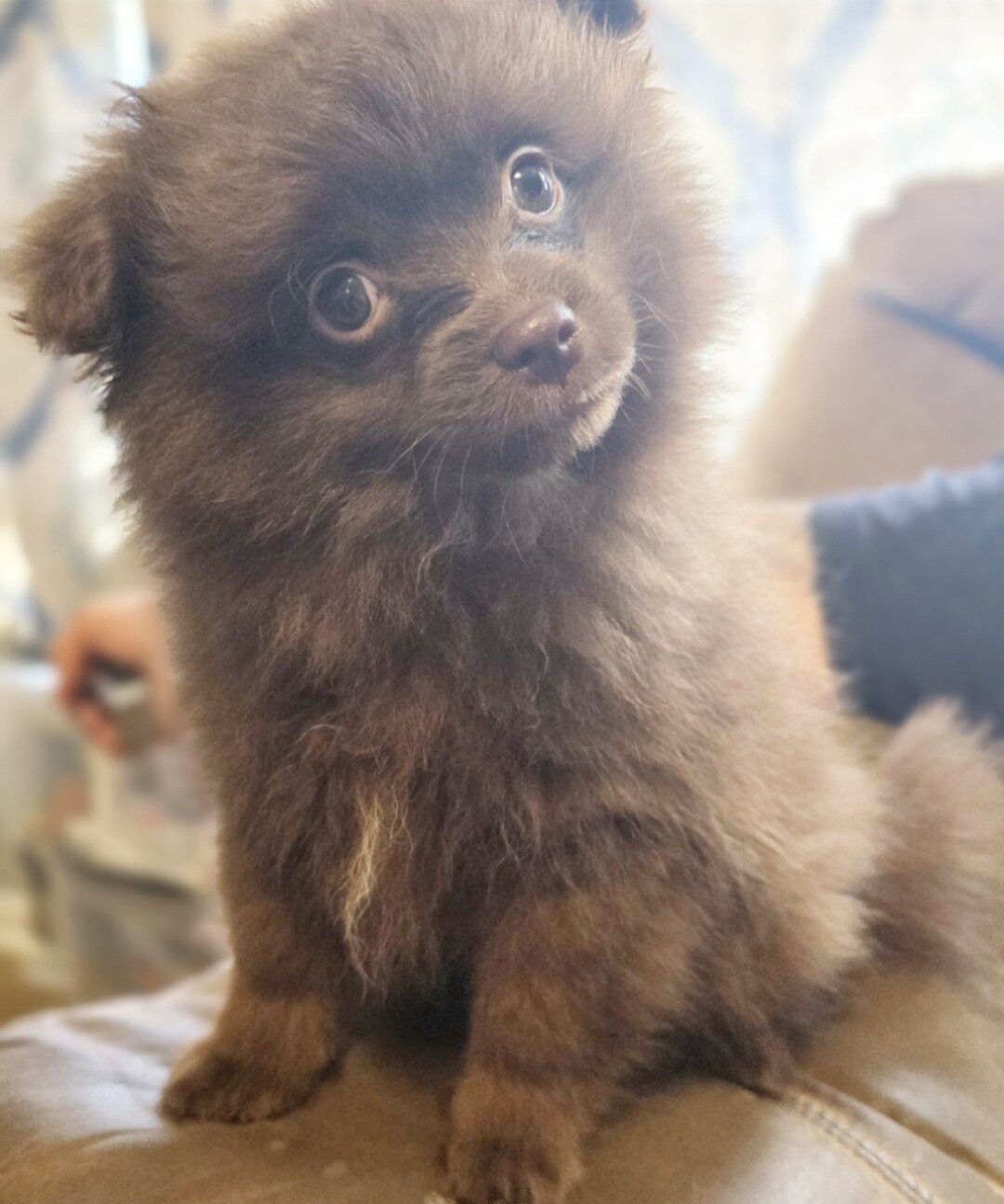 Pomapoo image 1