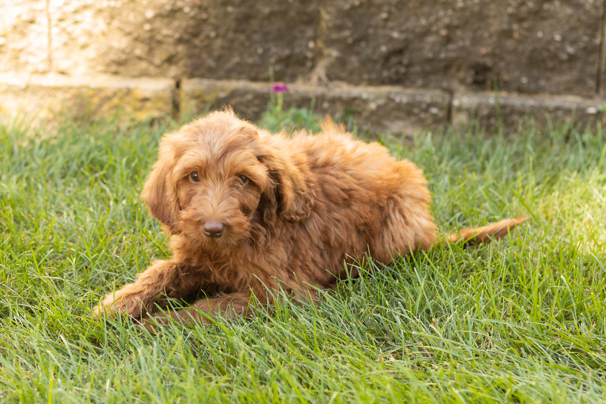 F1B standard goldendoodle female pup in indiana image 1