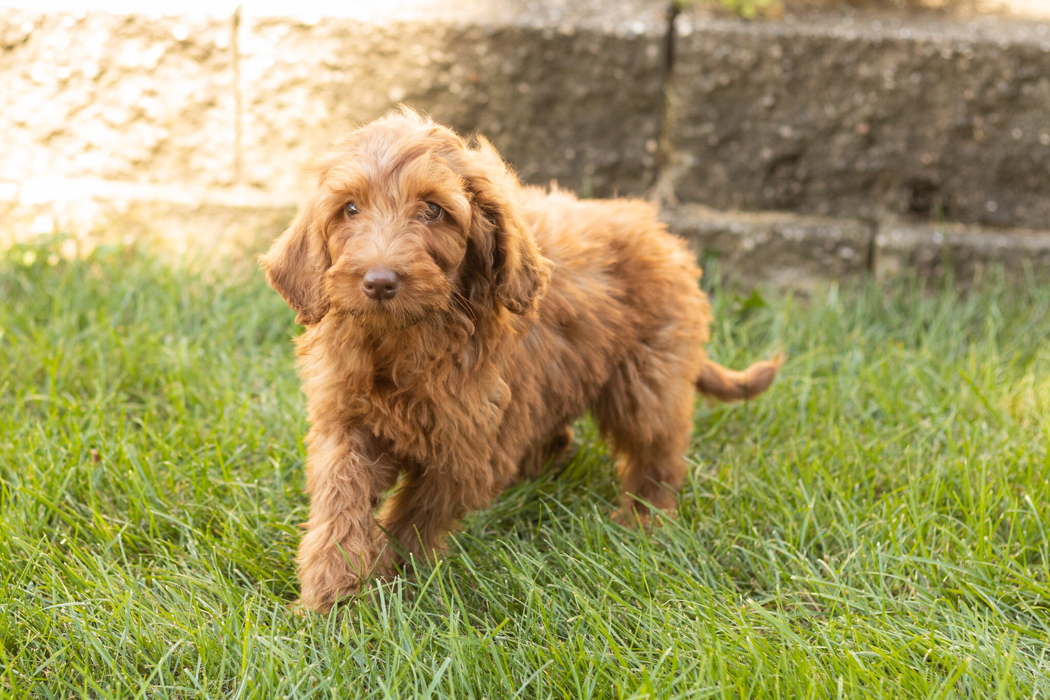 F1B standard goldendoodle female pup in indiana image 2