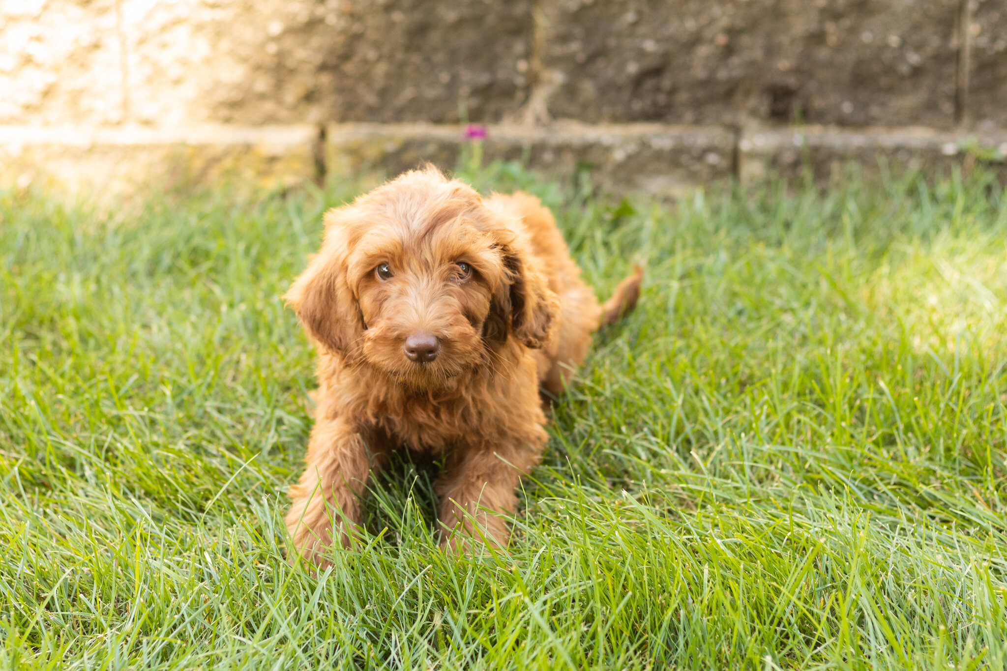 F1B standard goldendoodle female pup in indiana image 3