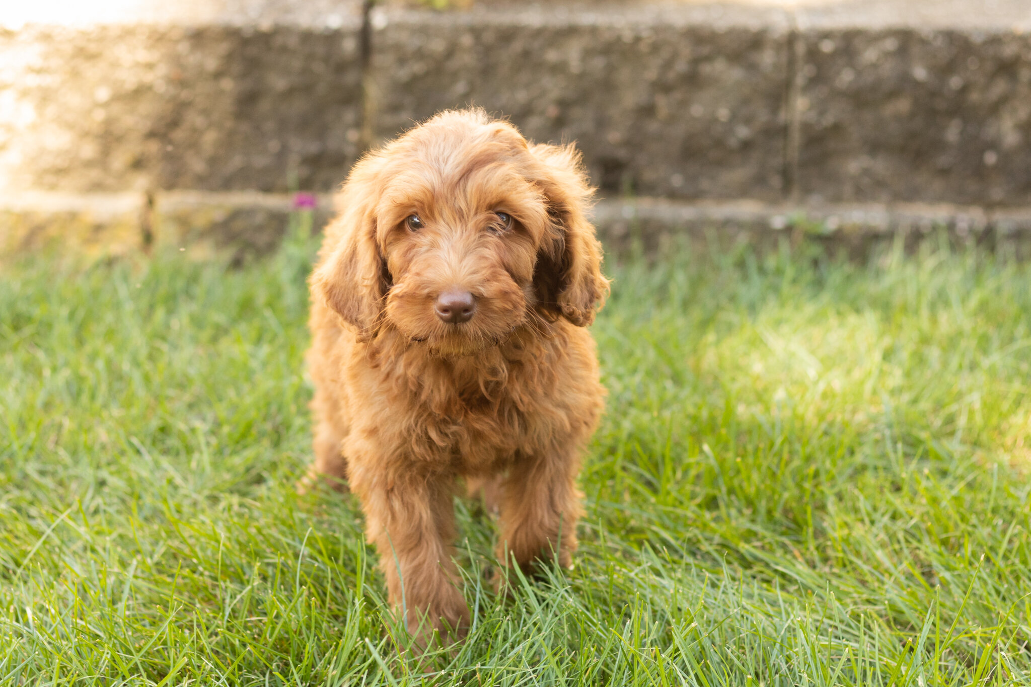 F1B standard goldendoodle female pup in indiana image 4