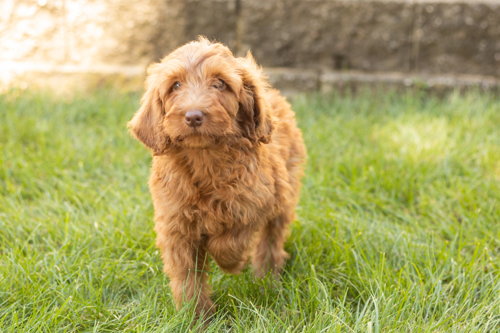 F1B standard goldendoodle female pup in indiana image 5