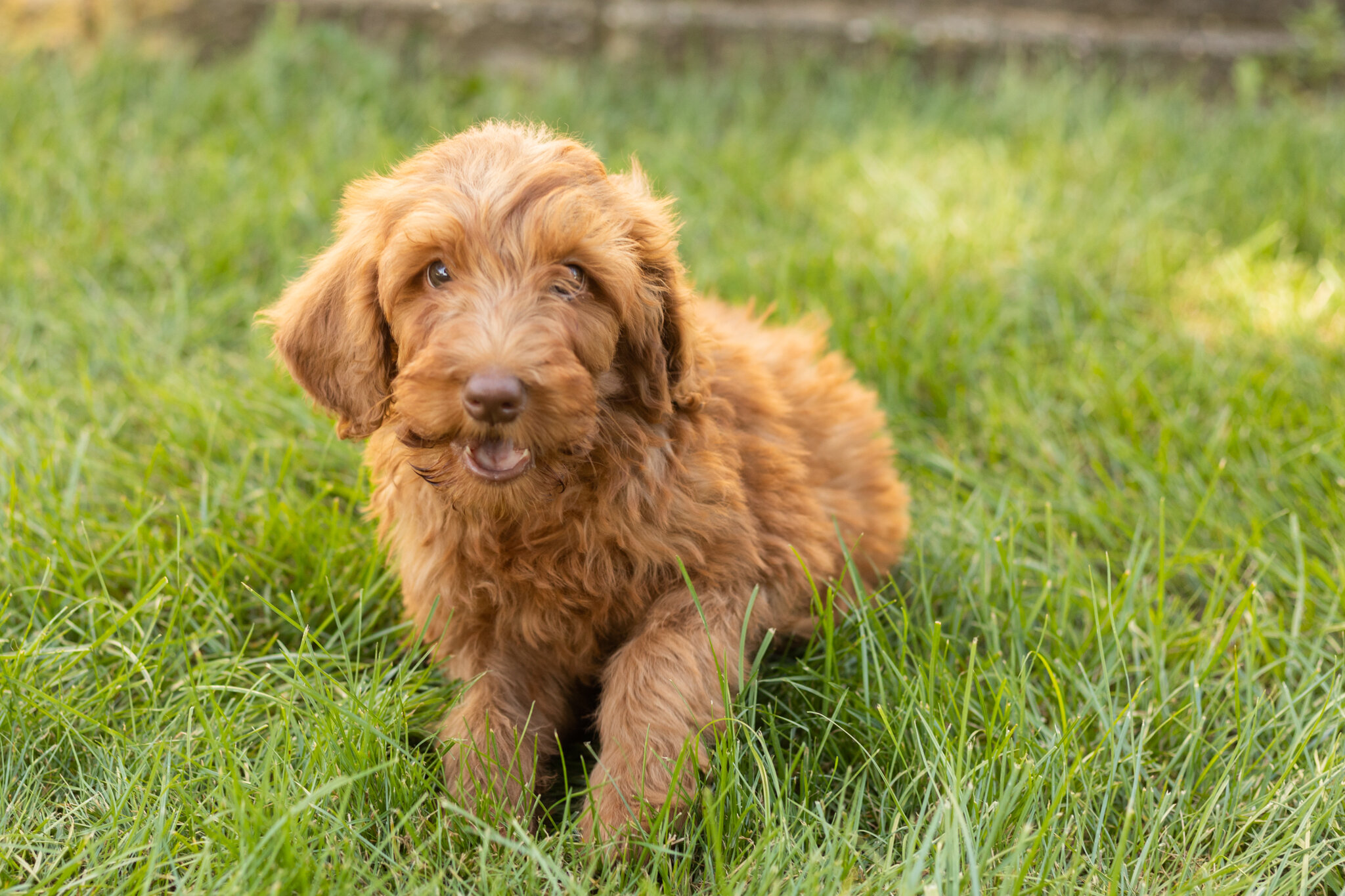 F1B standard goldendoodle female pup in indiana image 6
