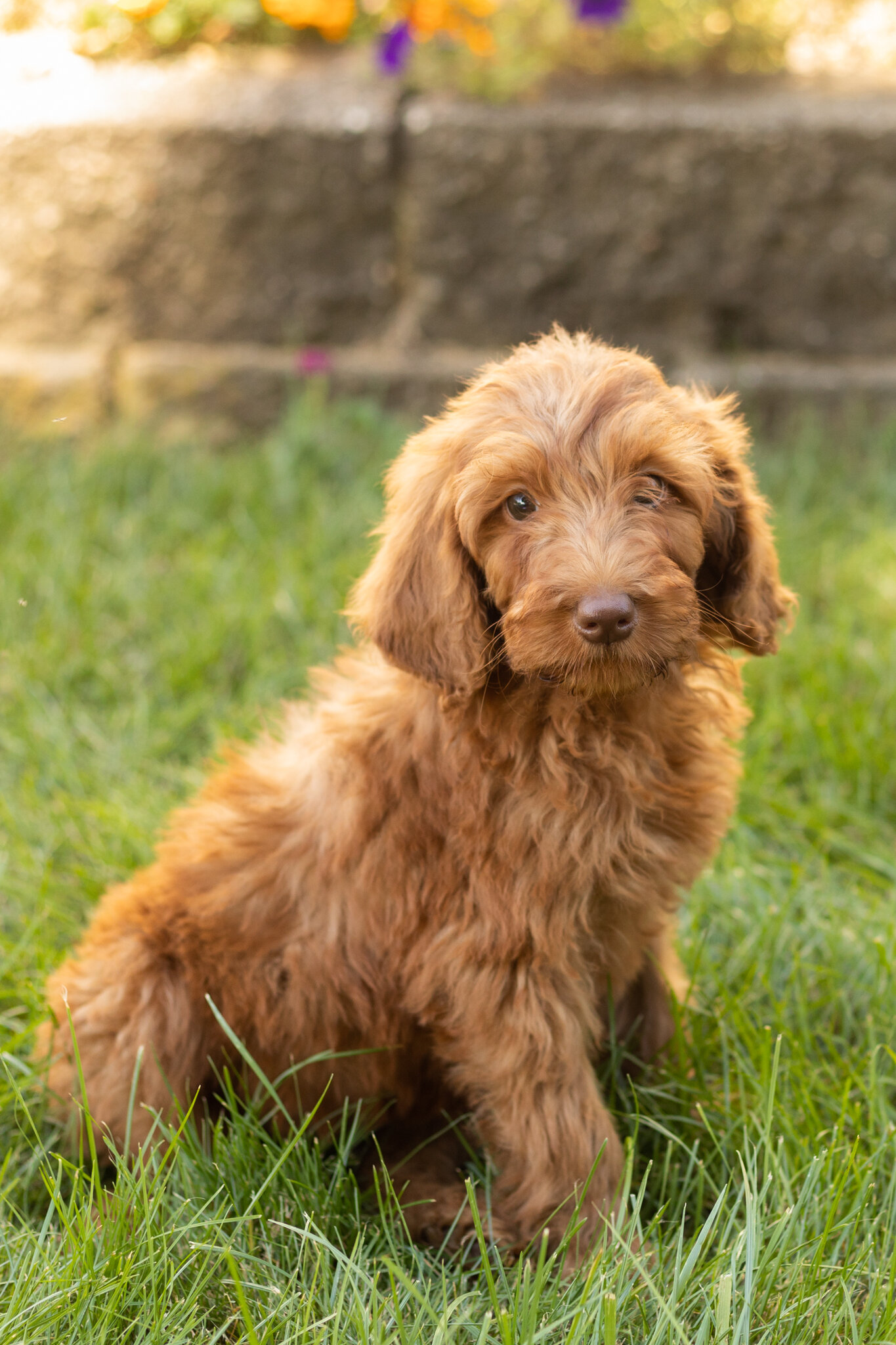 F1B standard goldendoodle female pup in indiana image 7