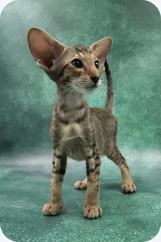 Boy Oriental Shorthair Kitten image 1