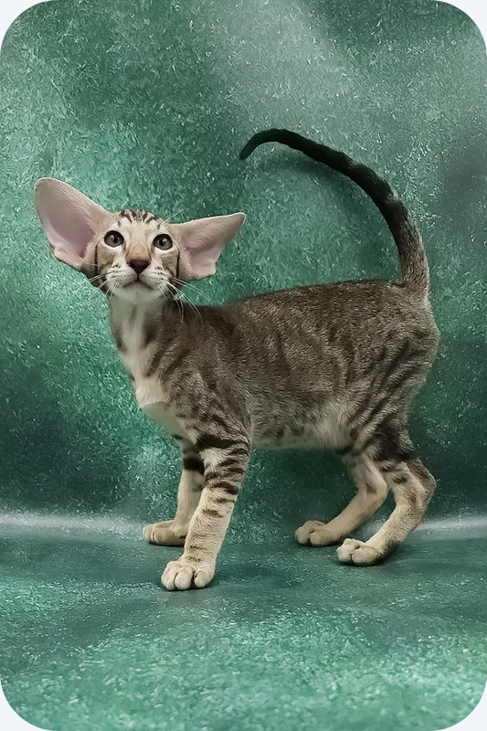 Male Oriental Shorthair Kitten image 1